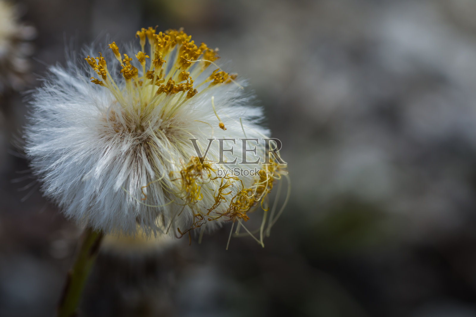春天部分褪色的款冬照片摄影图片