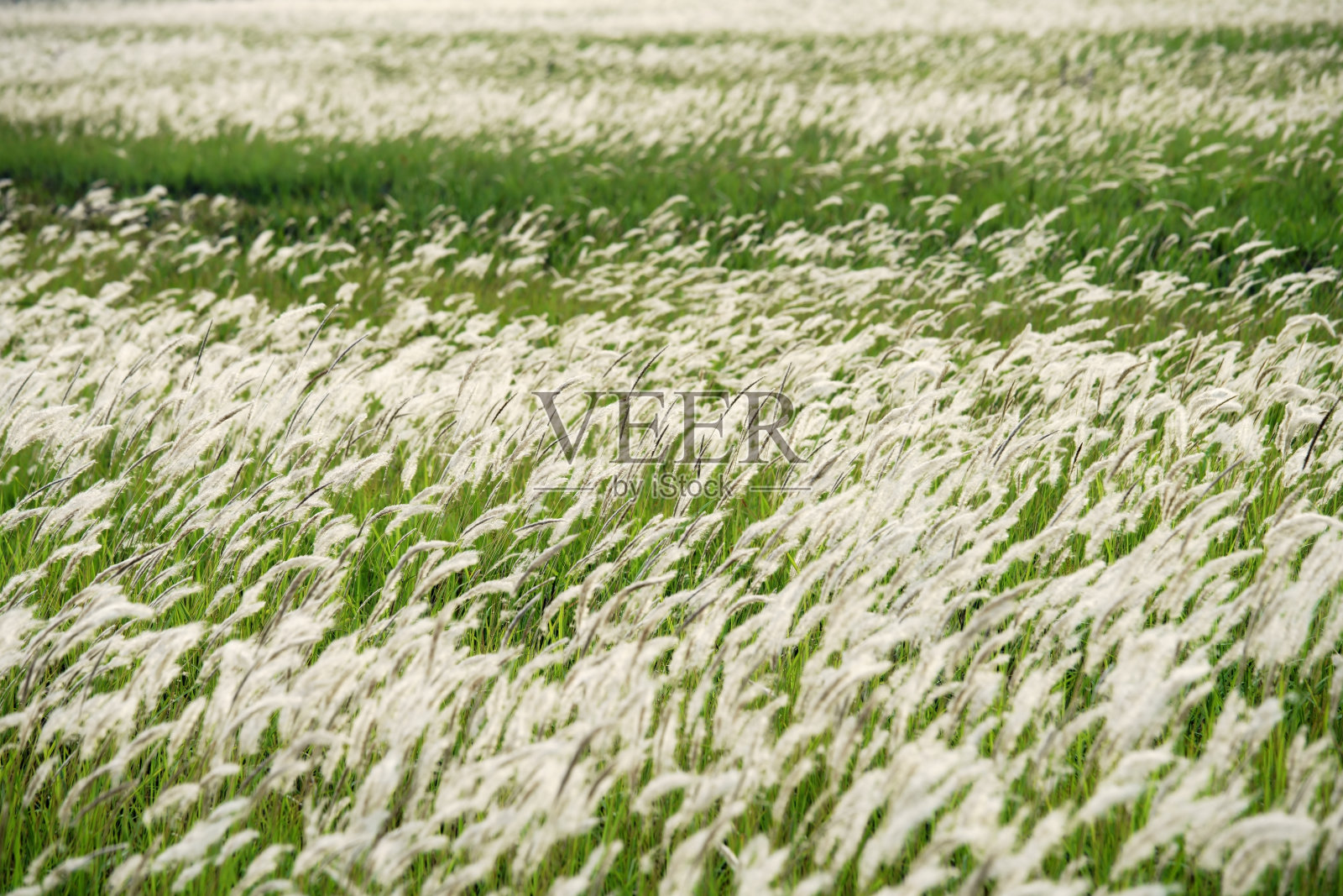 草地上的花照片摄影图片