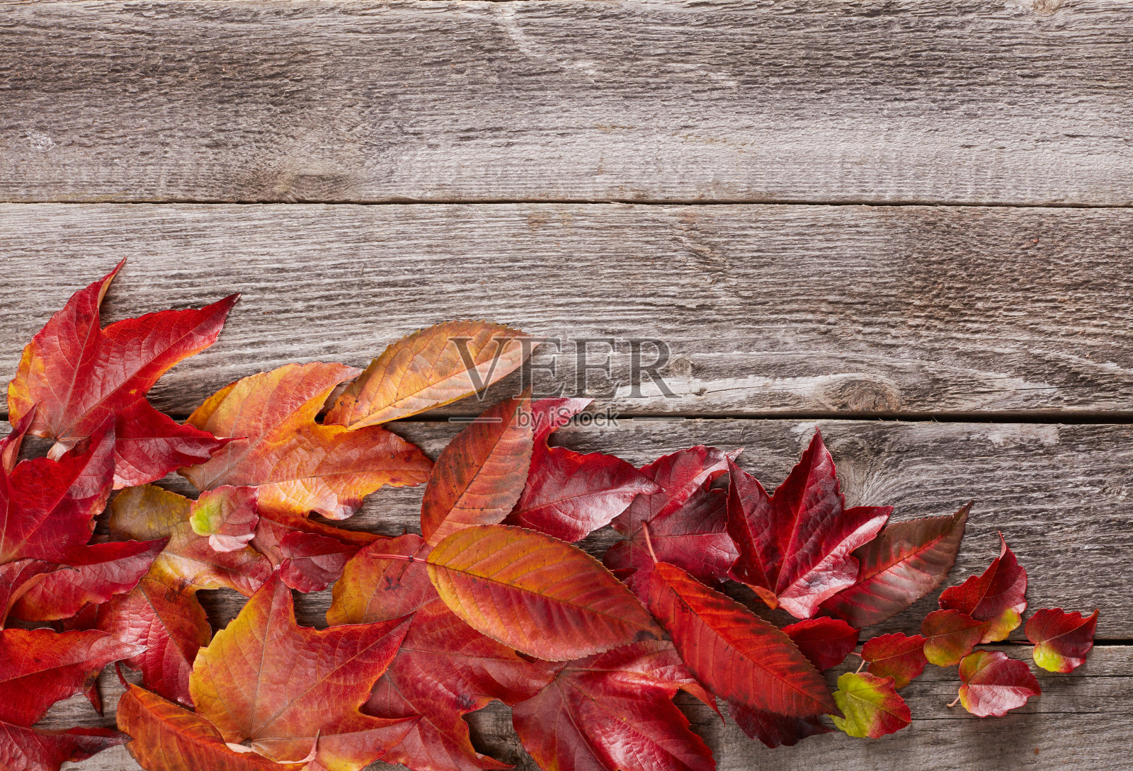 秋天的树叶照片摄影图片