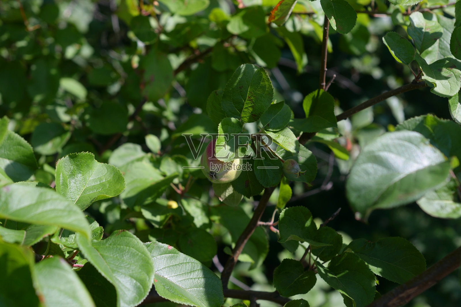 苹果树枝。照片摄影图片