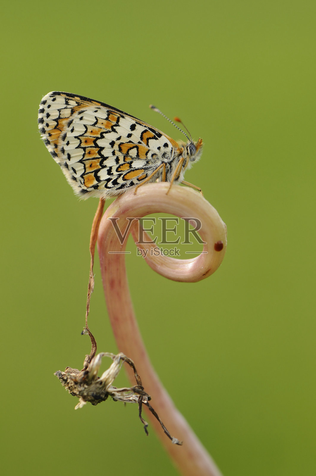 美丽而优雅的蝴蝶梅丽花在叶片上等待黎明的到来照片摄影图片