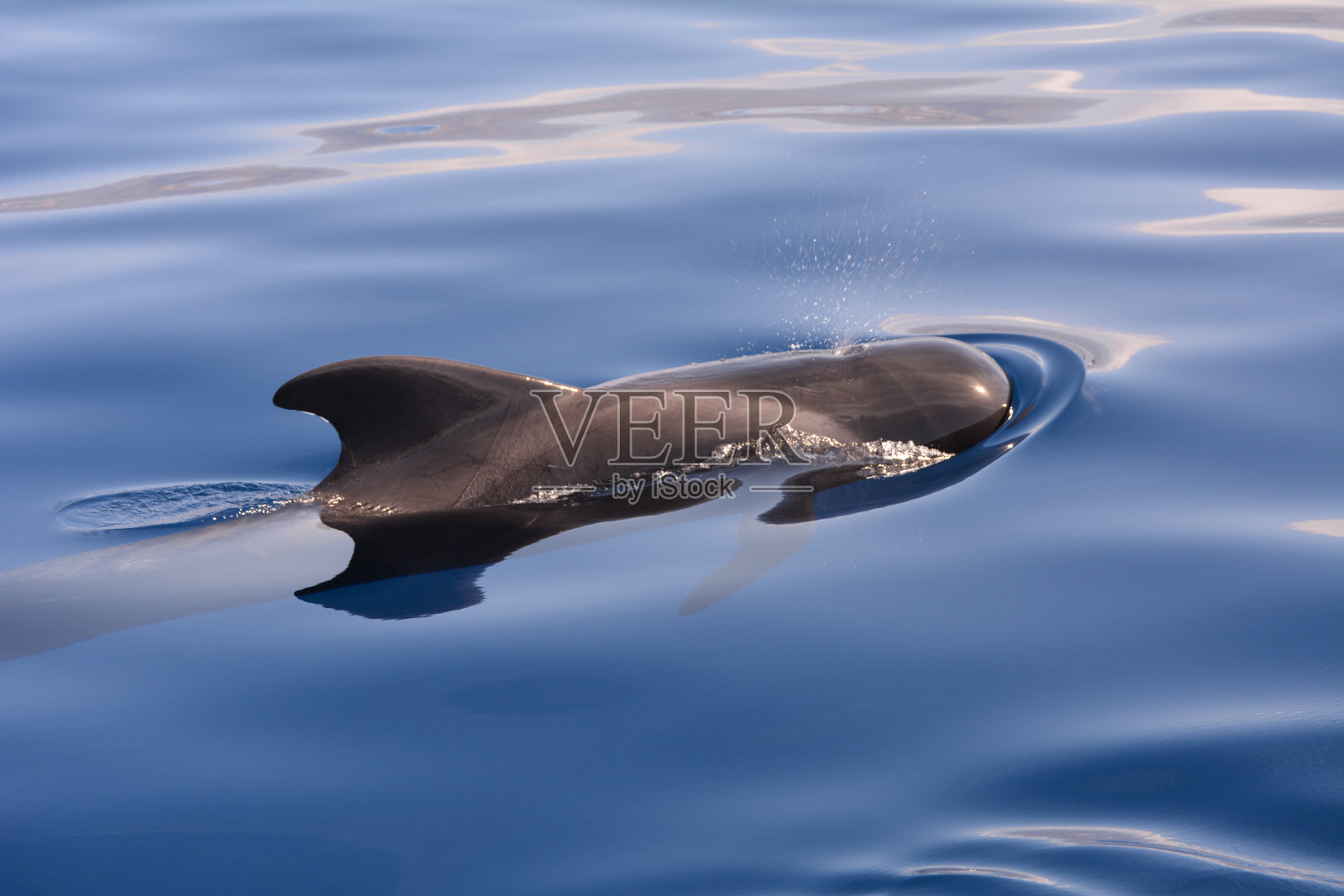 短鳍领航鲸(Globicephala macrohynchus)照片摄影图片