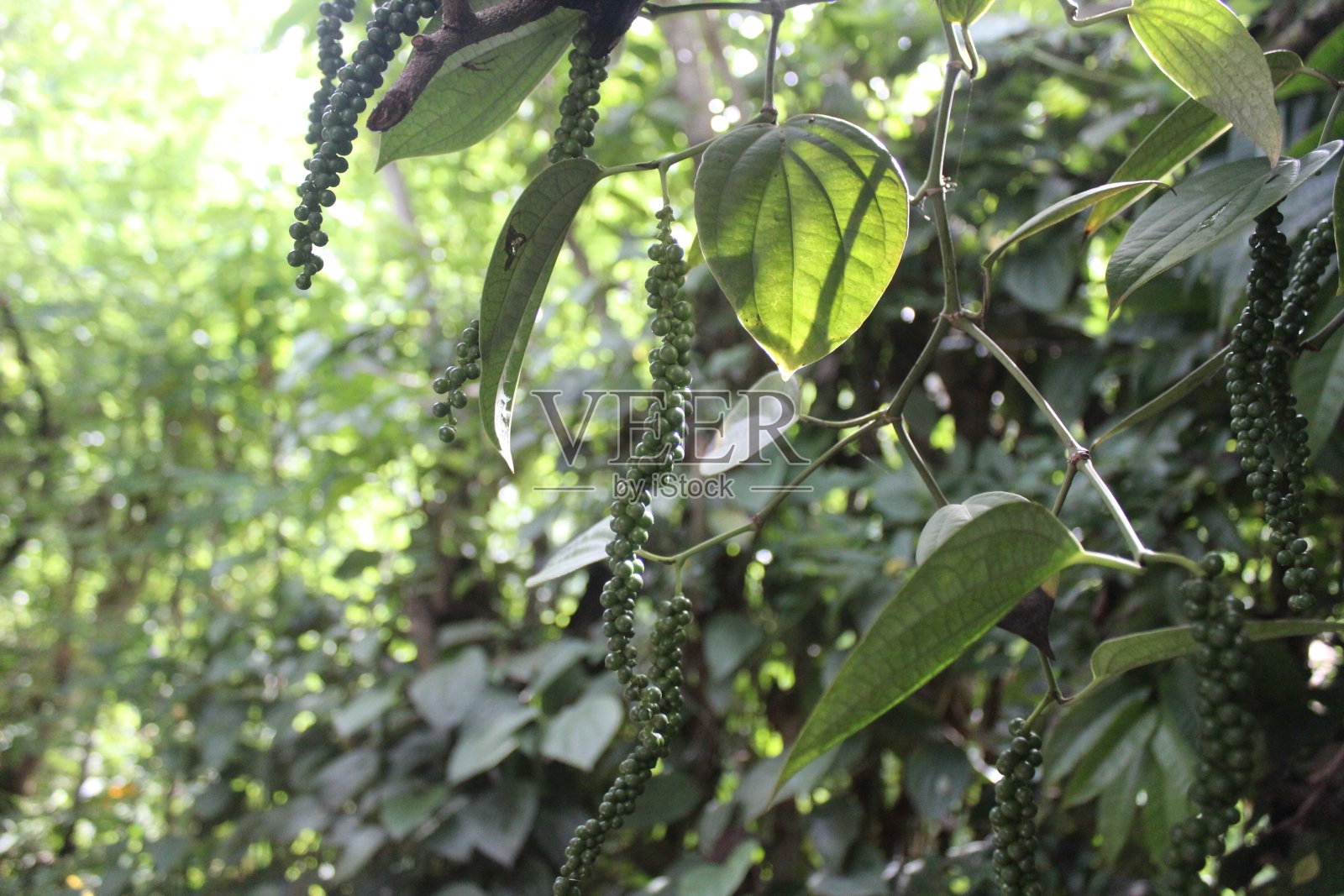 胡椒照片摄影图片