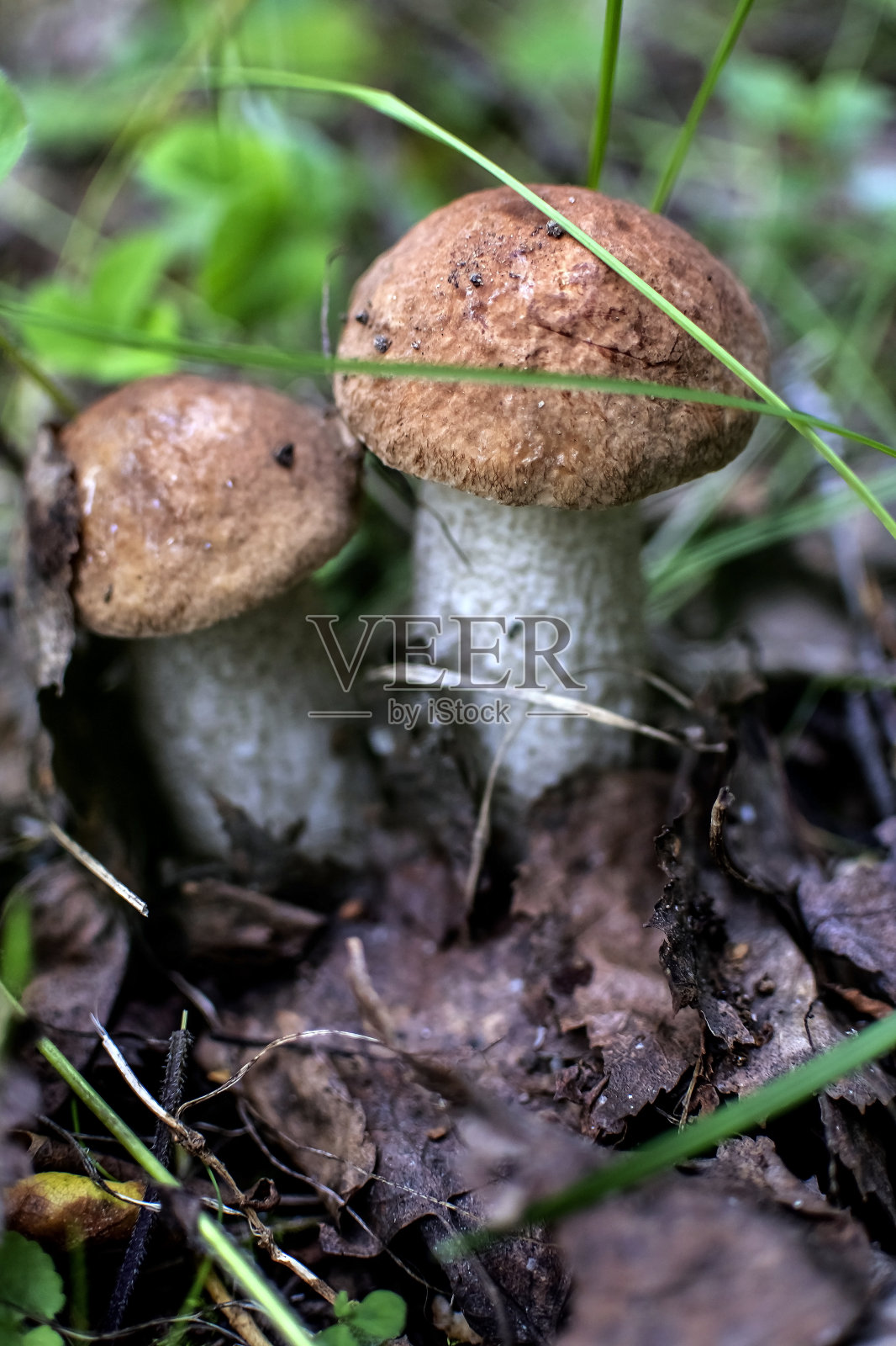 幼食用菌，拉丁名Leccinum scabrum，宏观，窄焦点区照片摄影图片