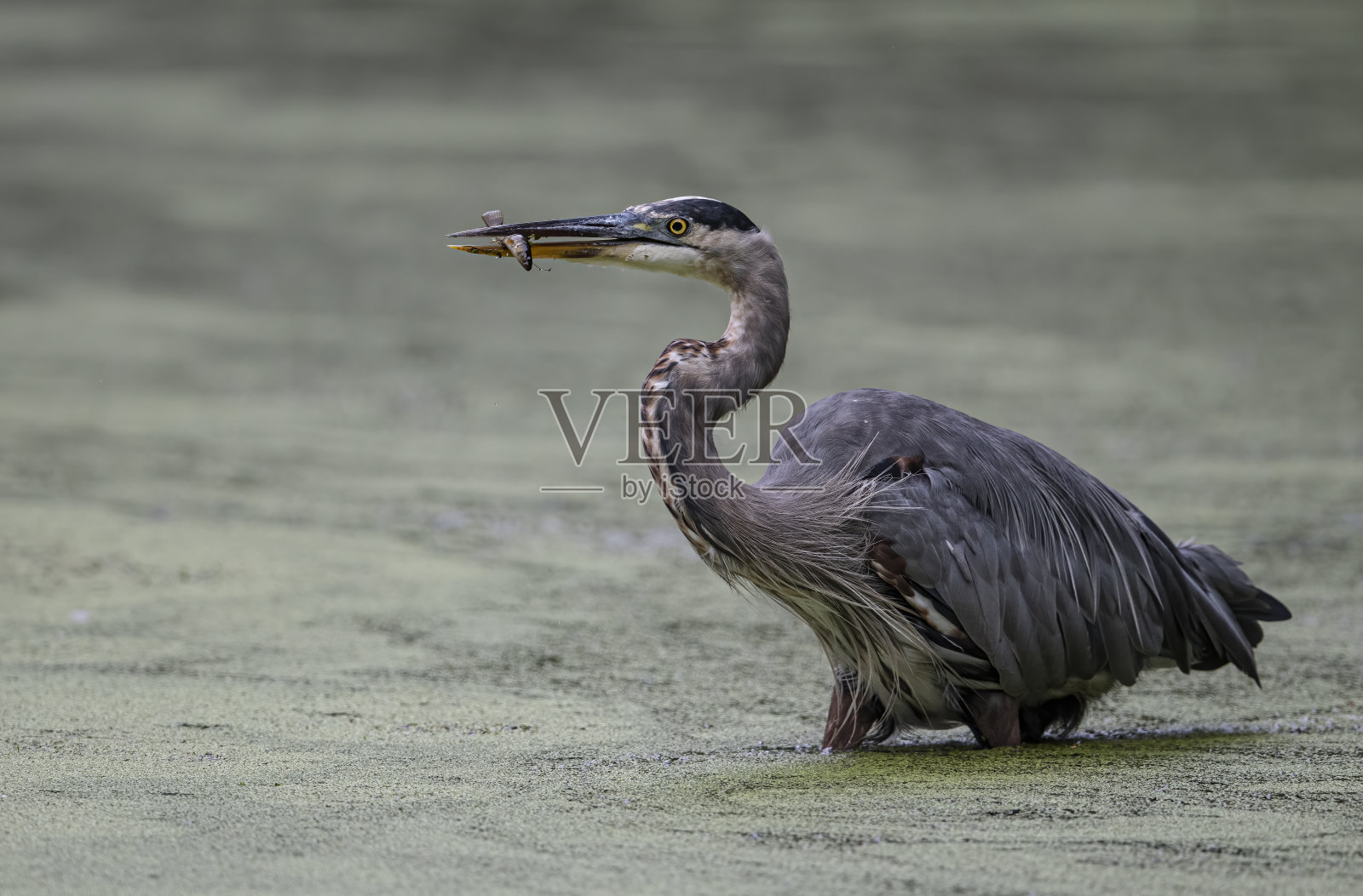 大蓝鹭照片摄影图片