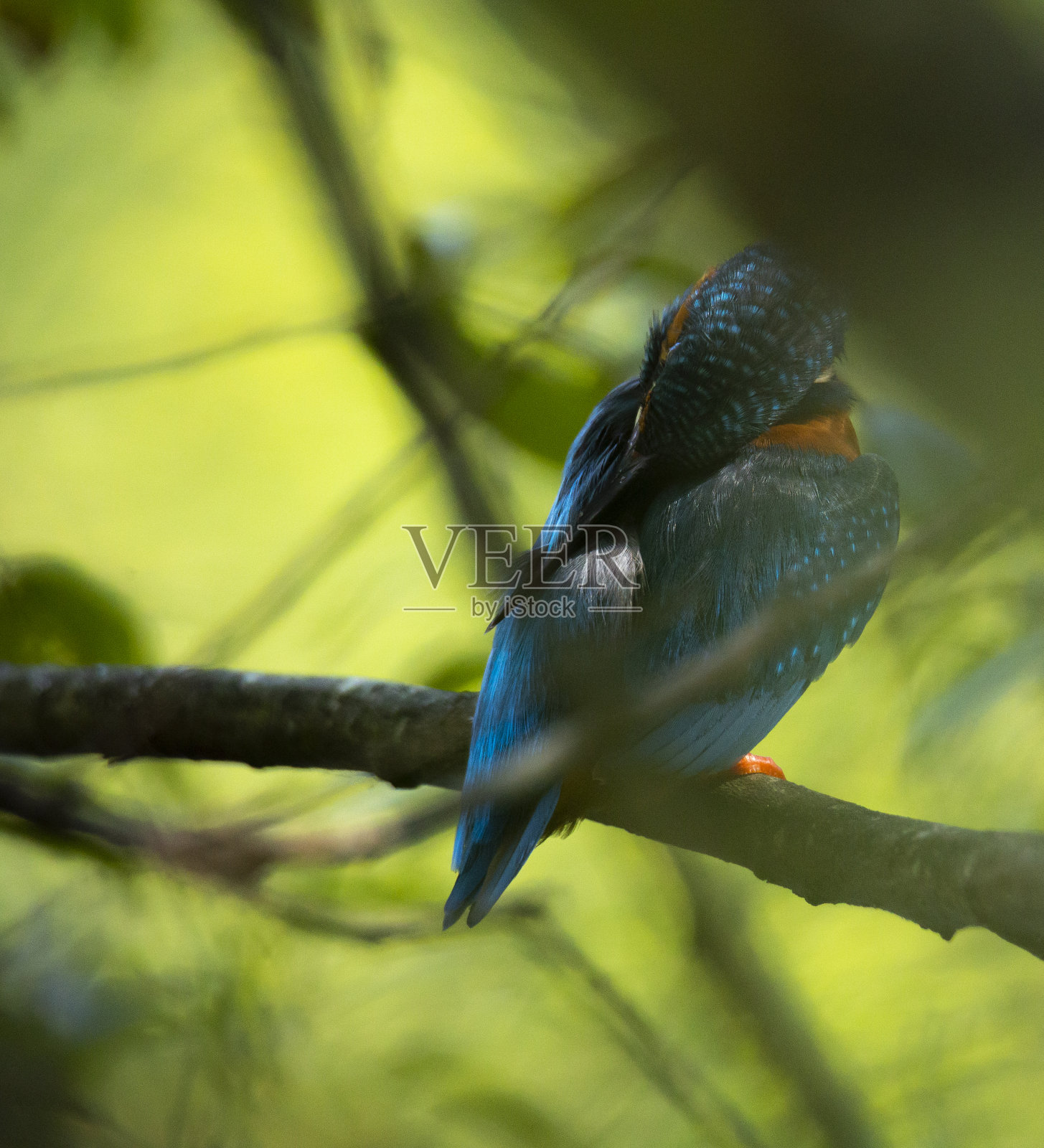 翠鸟(Alcedo atthis)蓝色野生鸟，埃斯波森德，葡萄牙。照片摄影图片