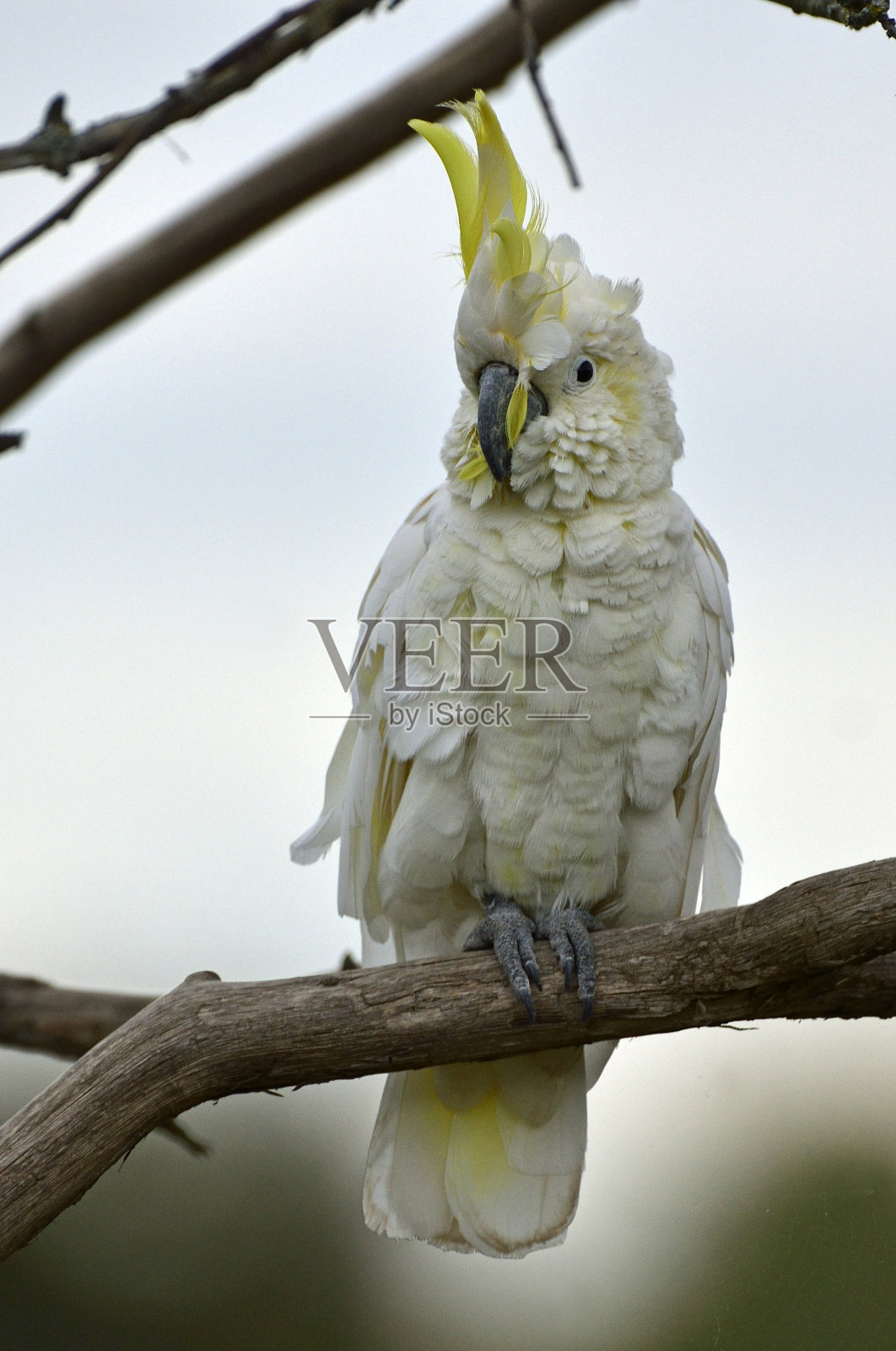 硫葵花凤头鹦鹉照片摄影图片