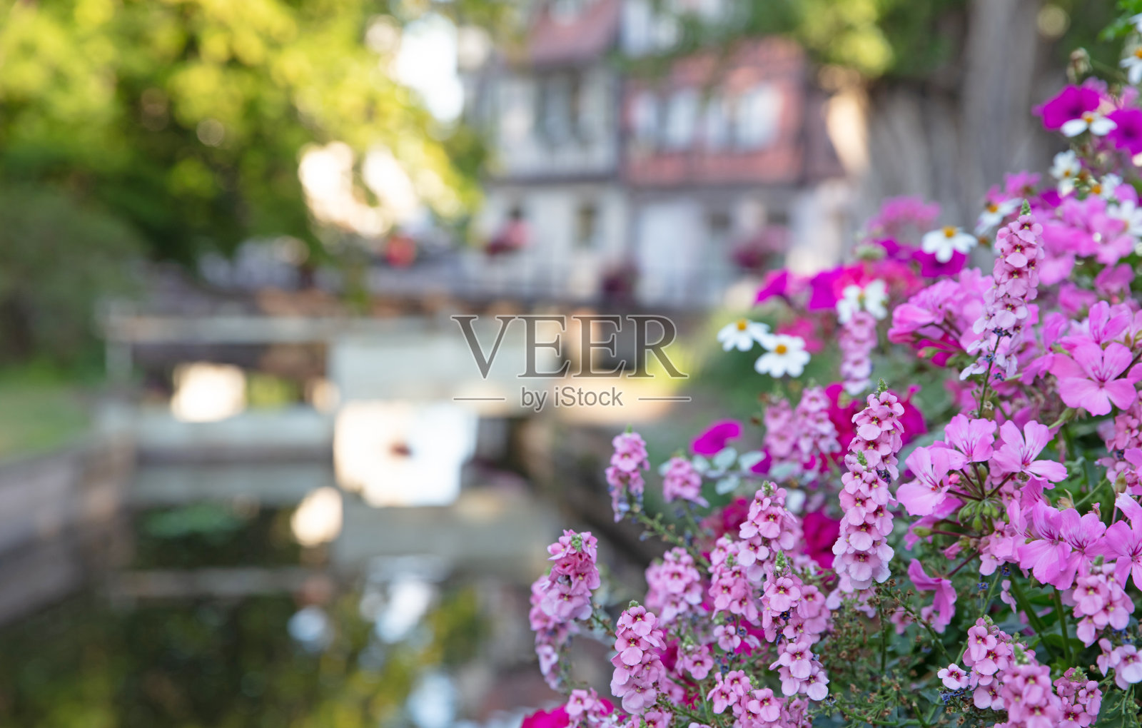 粉红色的花在一个村子里，选择性的集中在花朵上照片摄影图片