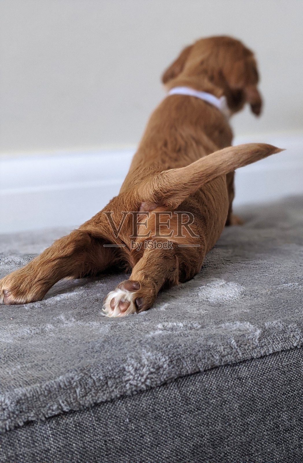 大可卡犬小狗照片摄影图片