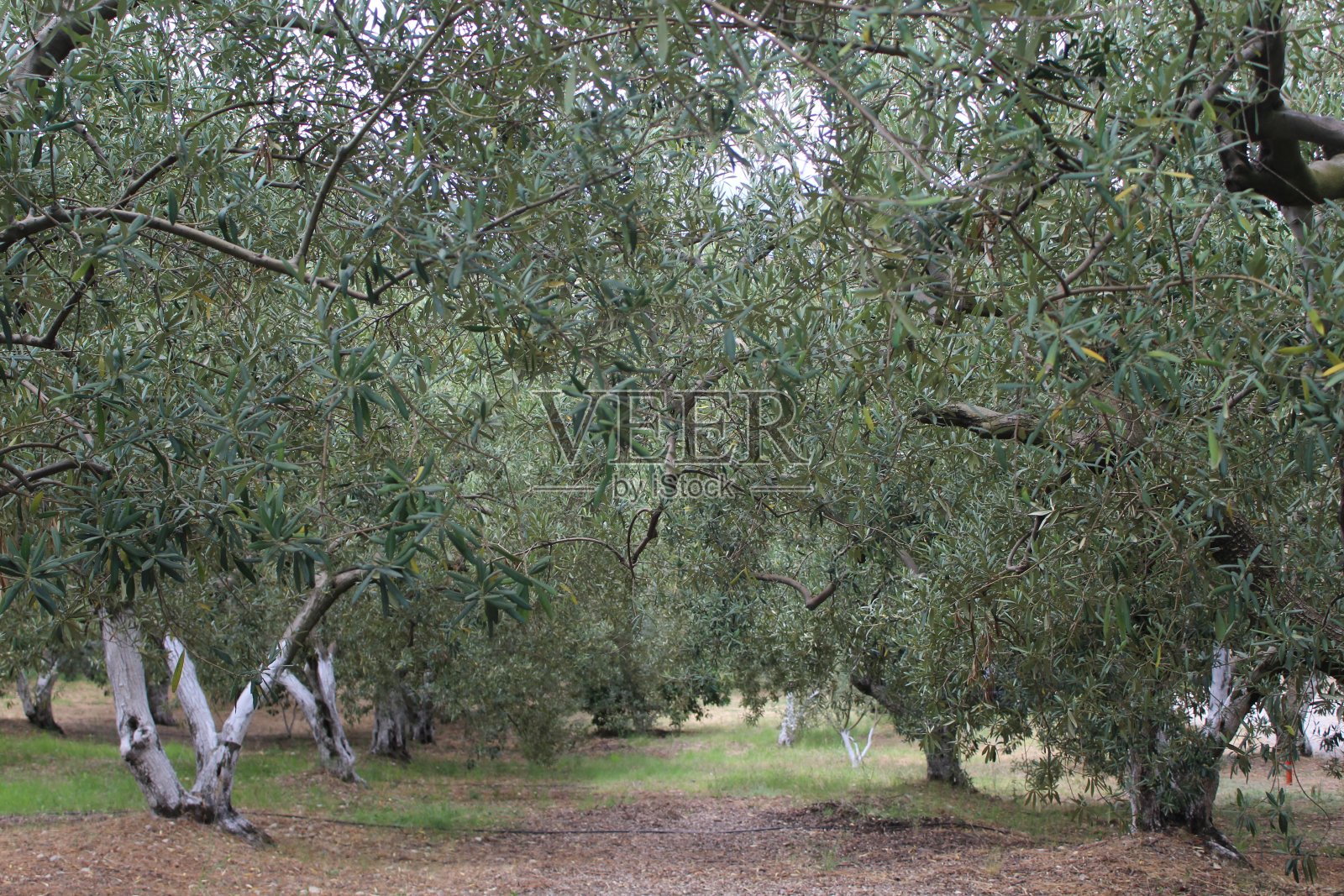 森林远离橄榄树照片摄影图片