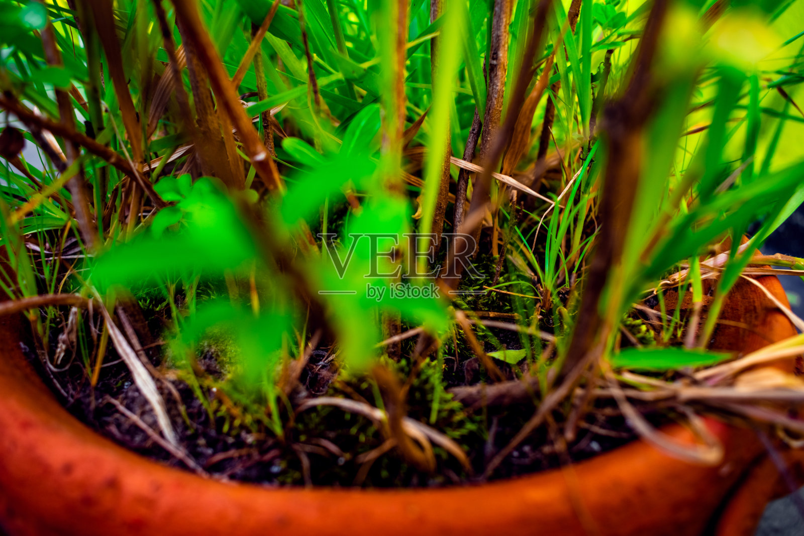 近景绿树，小植物在浴缸土壤模糊的自然花园背景。夏、春生态大地环境概念摄影，景深浅。为文本复制空间。照片摄影图片