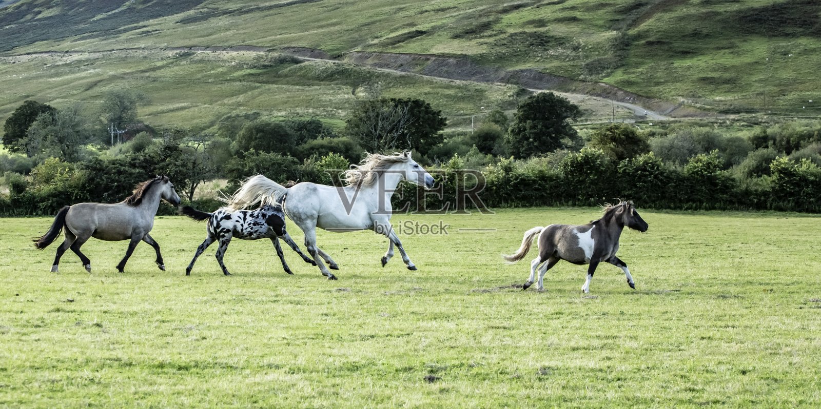 一群马跑过田野。照片摄影图片