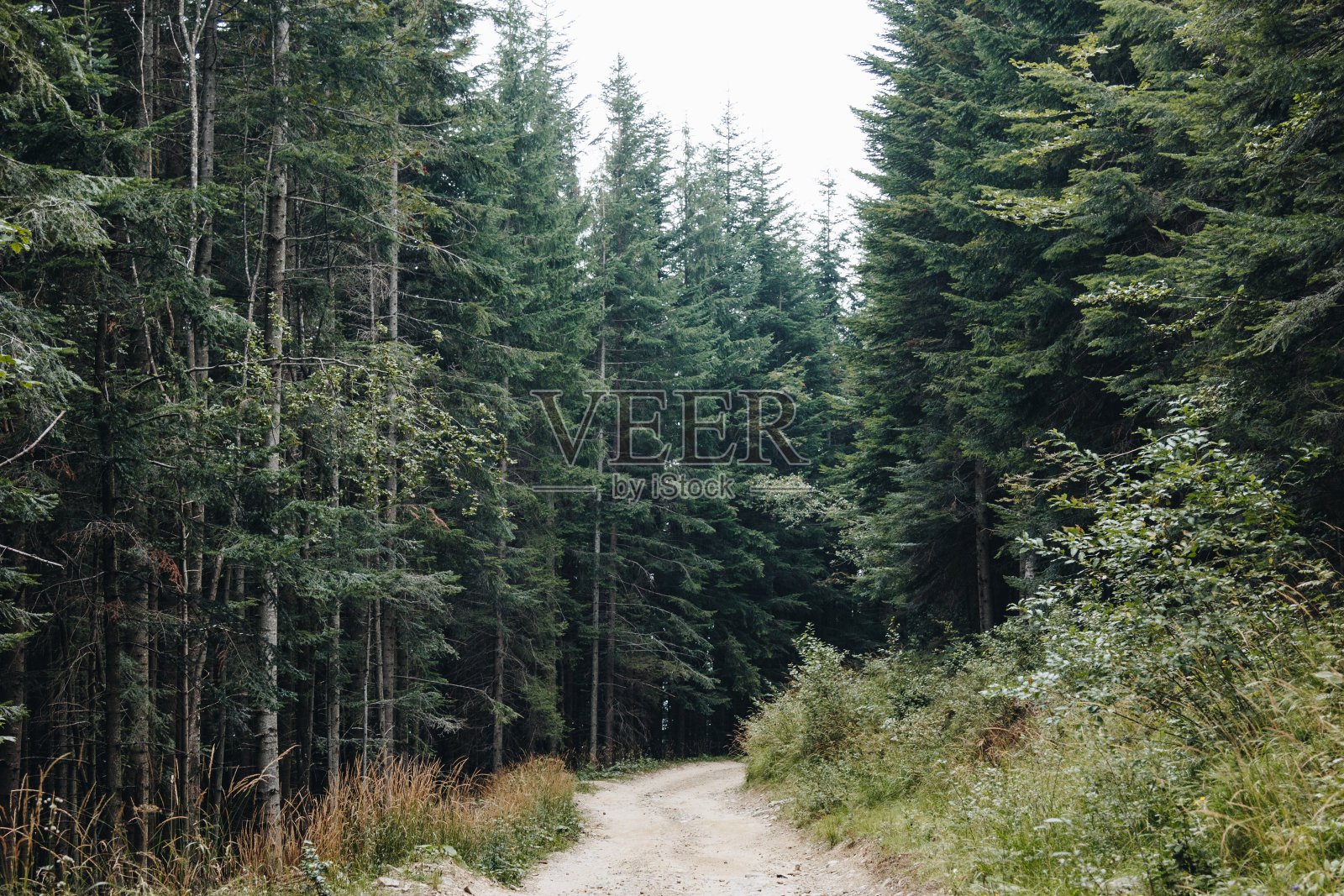 喀尔巴阡山脉美丽的风景照片摄影图片