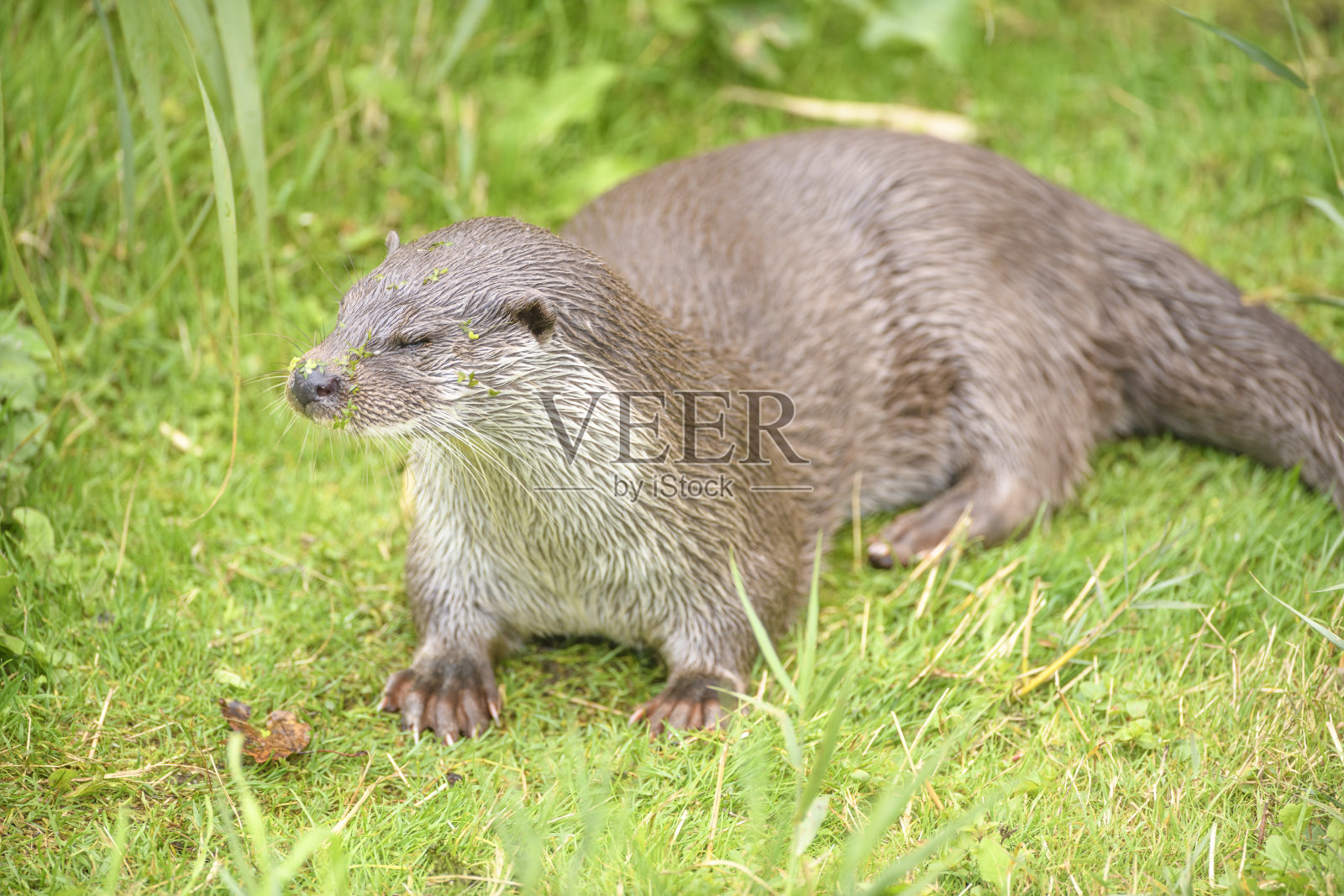 一个阳光明媚的日子，水獭在草地上休息照片摄影图片