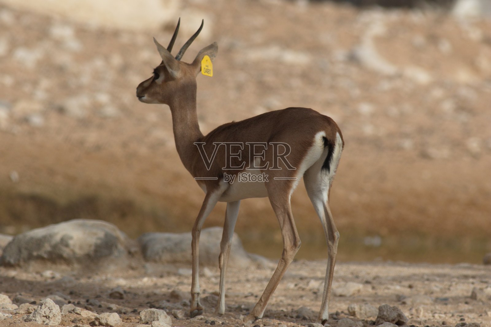 动物和鸟类照片照片摄影图片