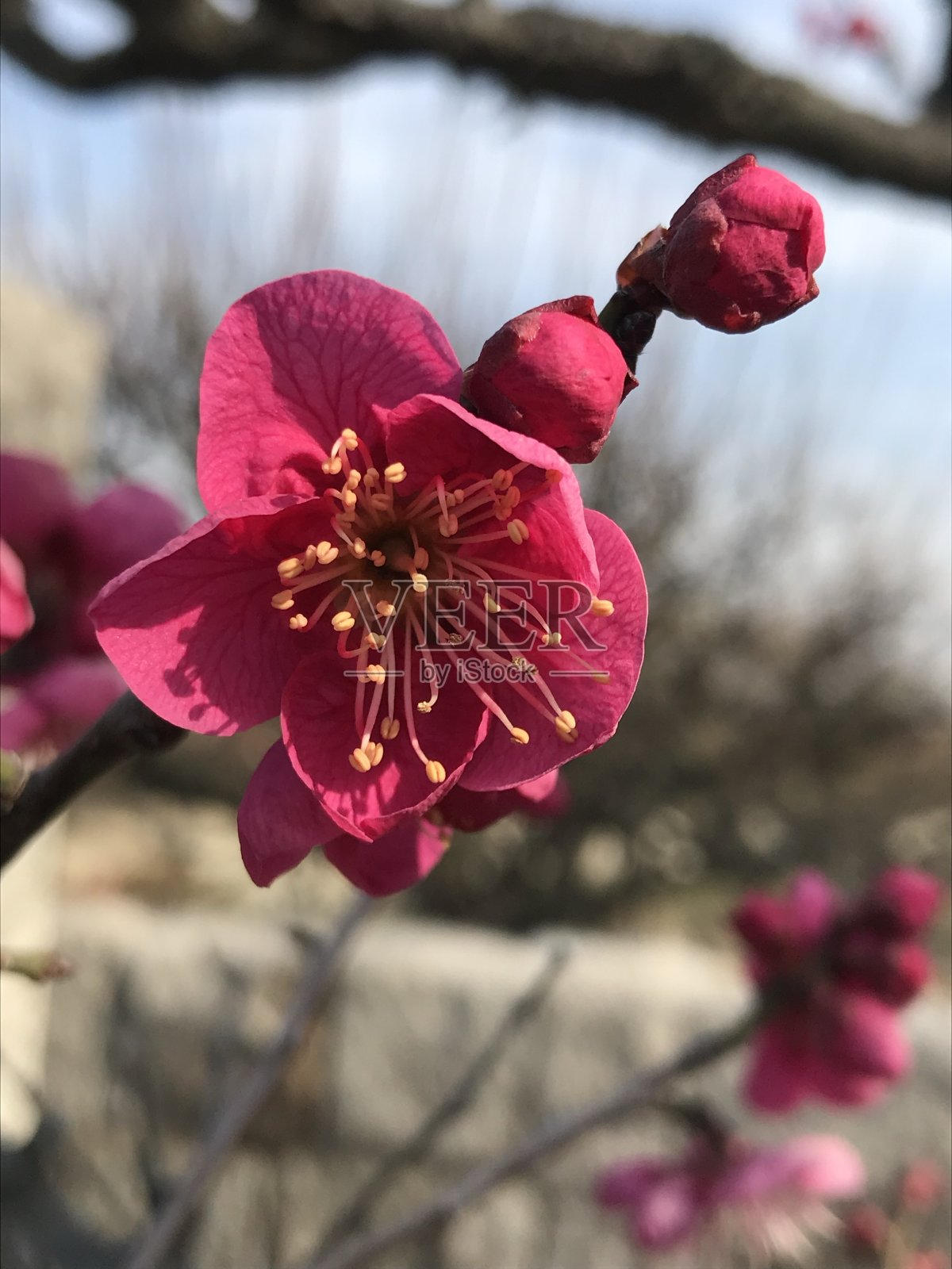 梅花盛开照片摄影图片