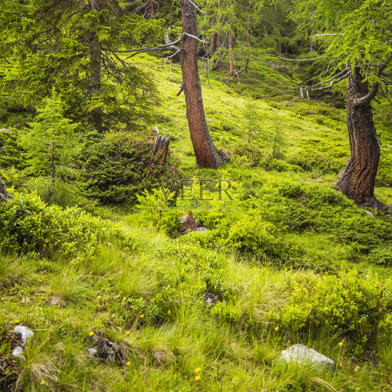森林清理松树草甸灌木蕨类照片摄影图片