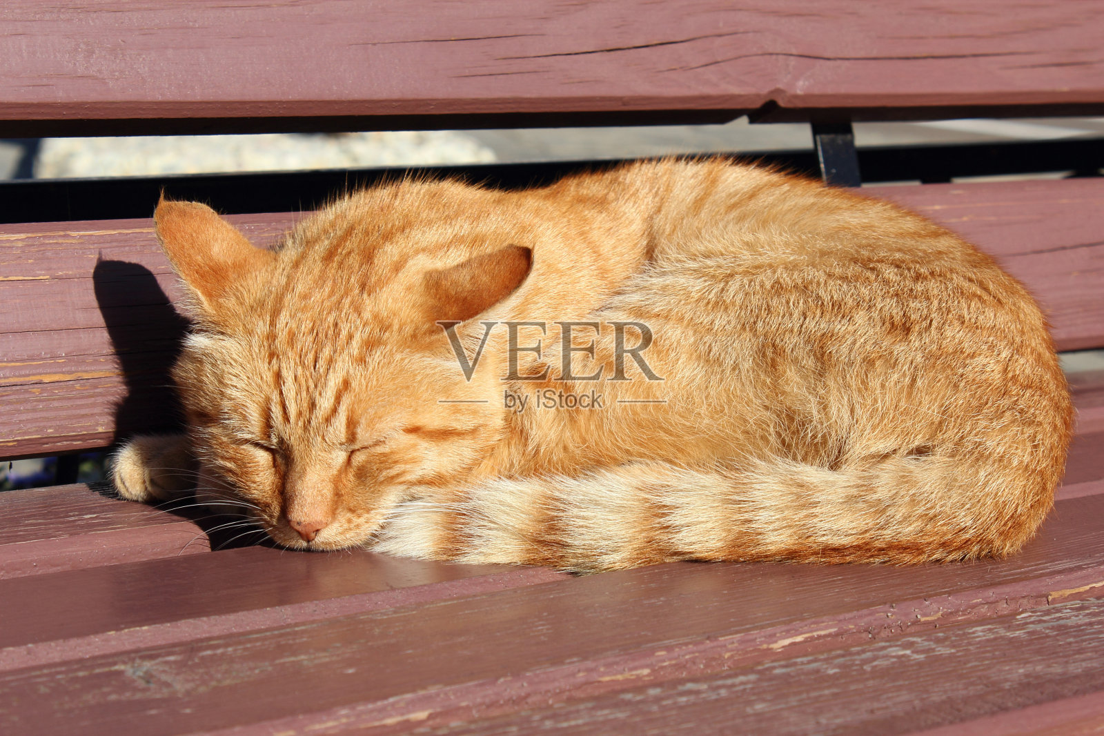 夏天的一天，小姜猫在木凳上睡觉照片摄影图片