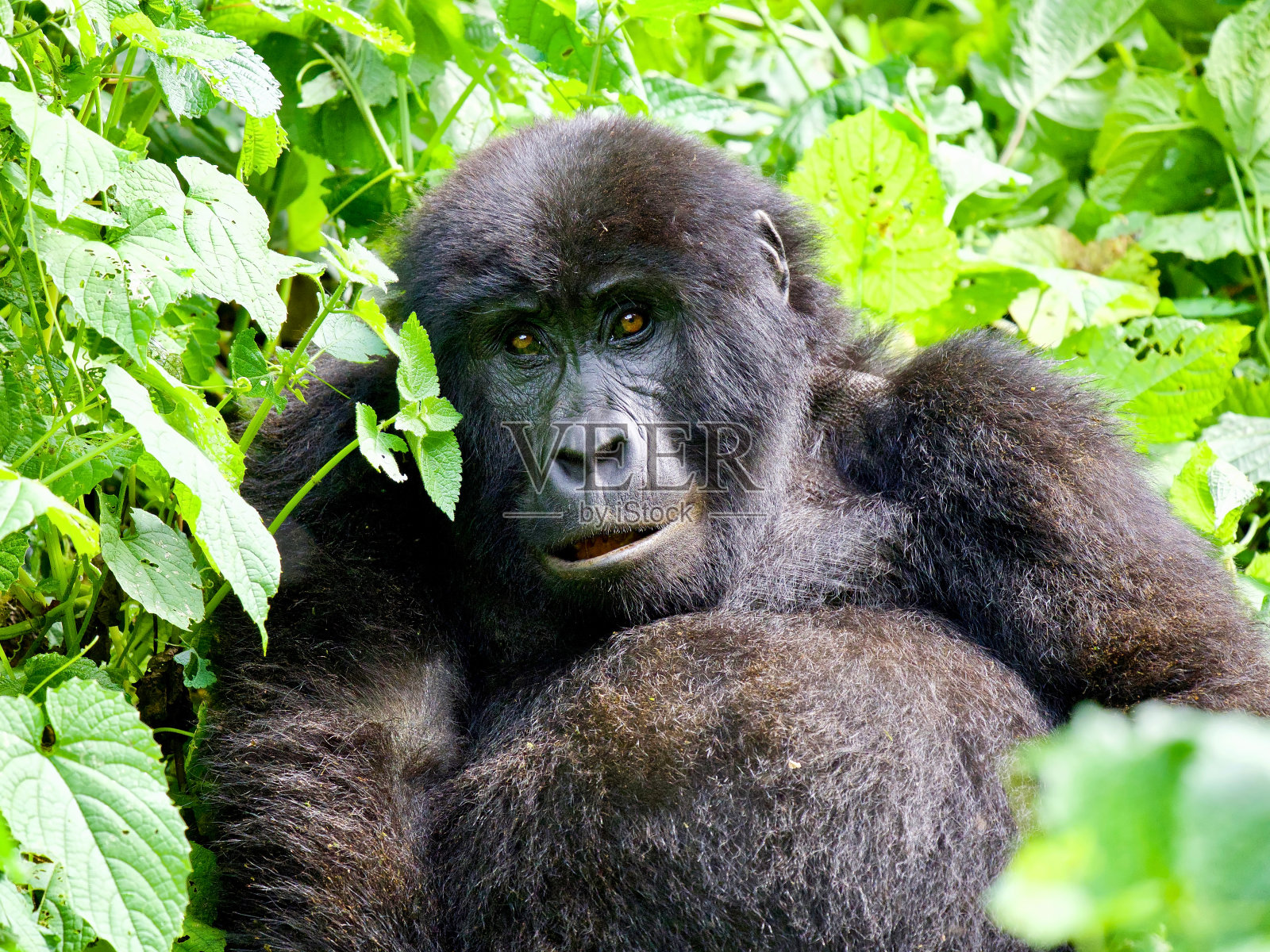 好奇的山地大猩猩照片摄影图片