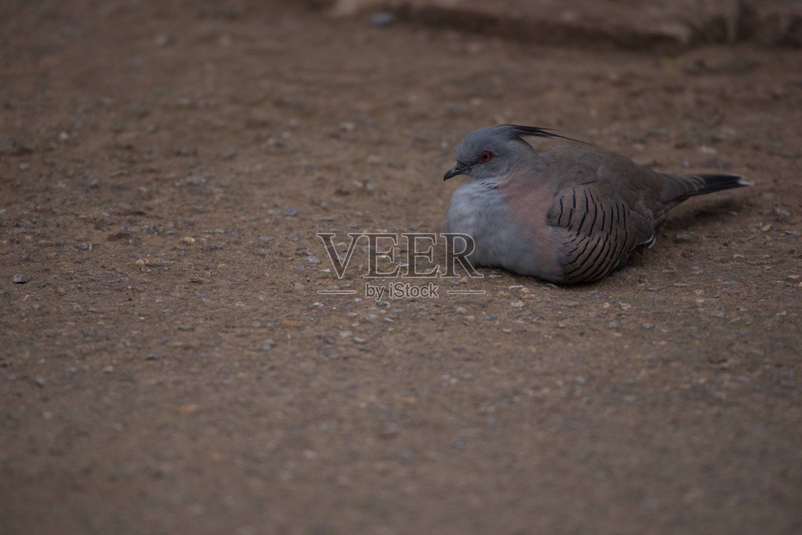 鸟类照片照片摄影图片