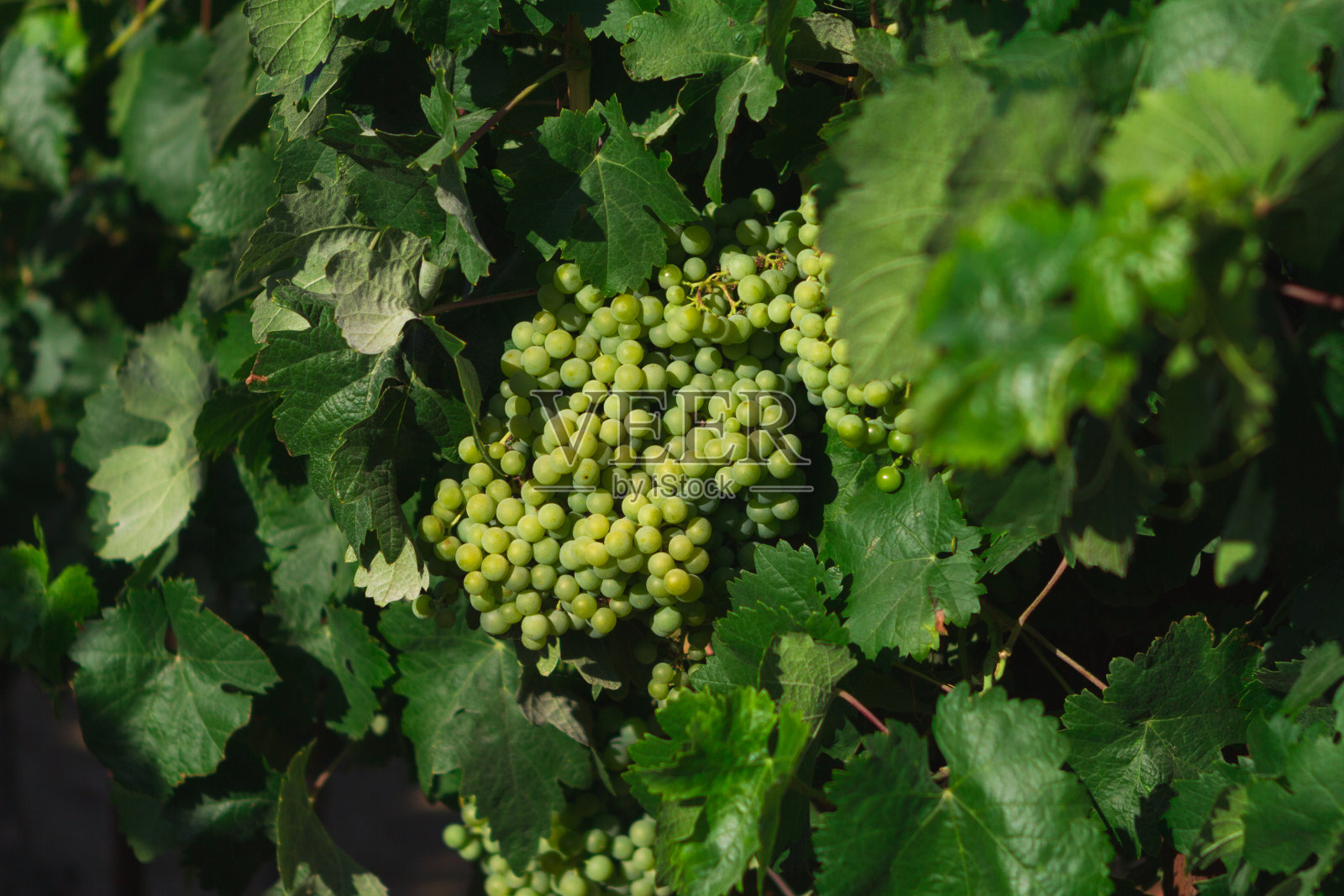 葡萄园里挂着一串白葡萄照片摄影图片
