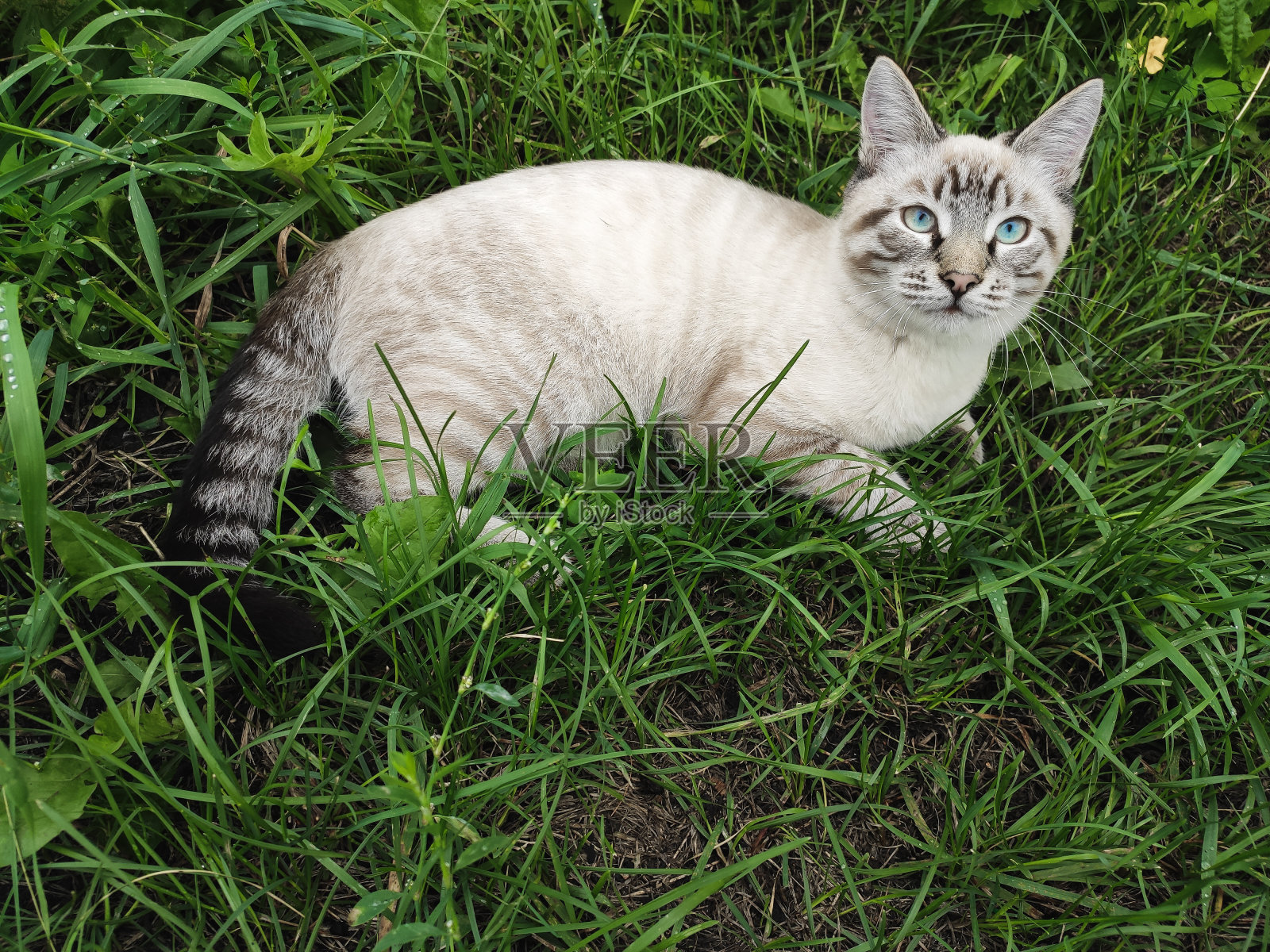 小猫躺在绿草地上休息照片摄影图片