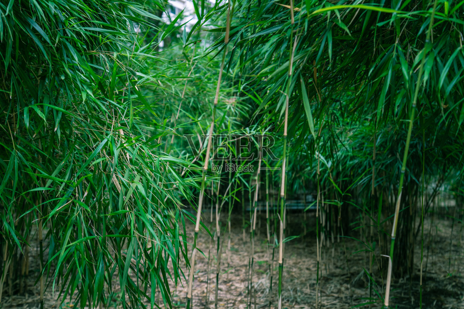 基于自然的概念拍摄竹叶和竹子照片摄影图片