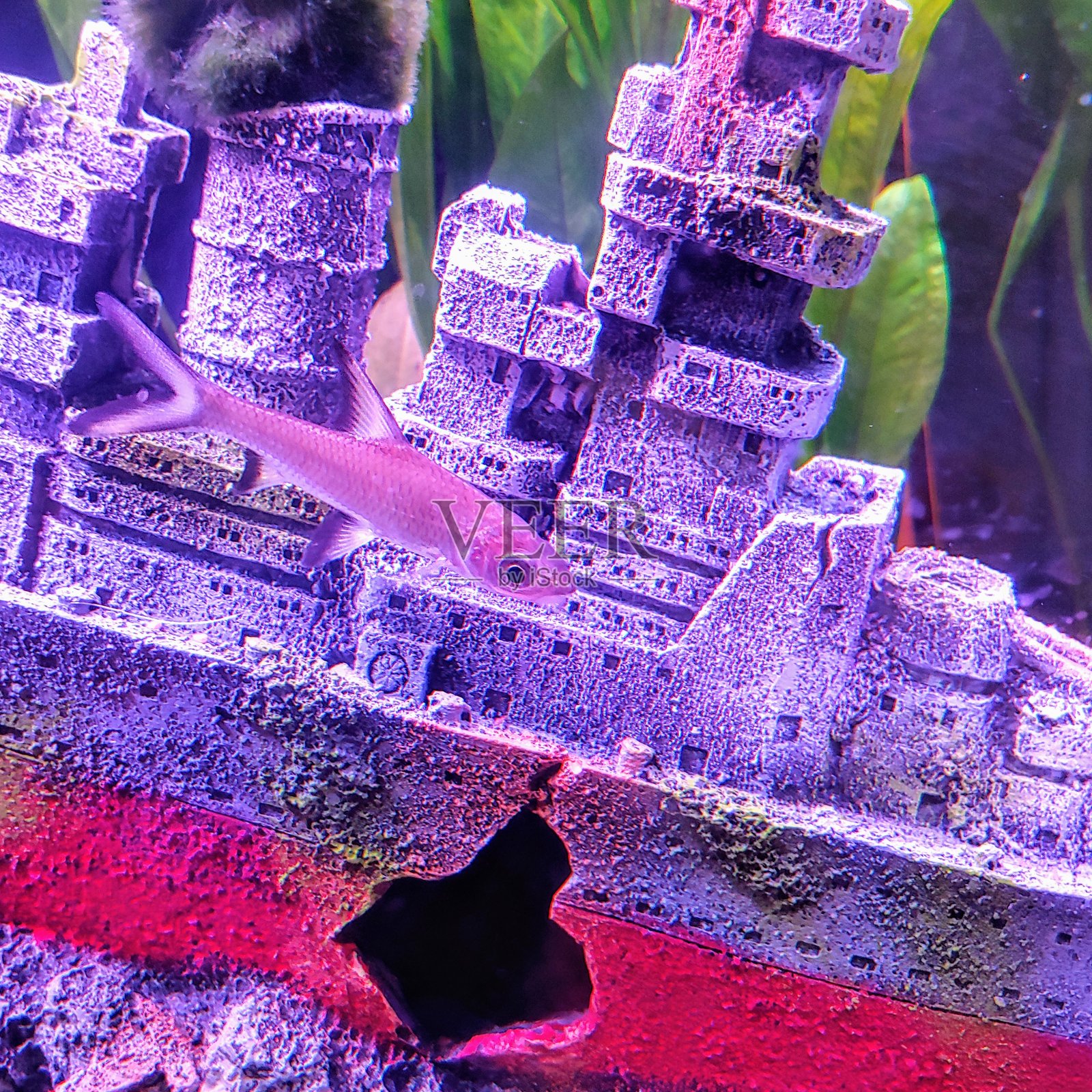 大鲨鱼照片摄影图片