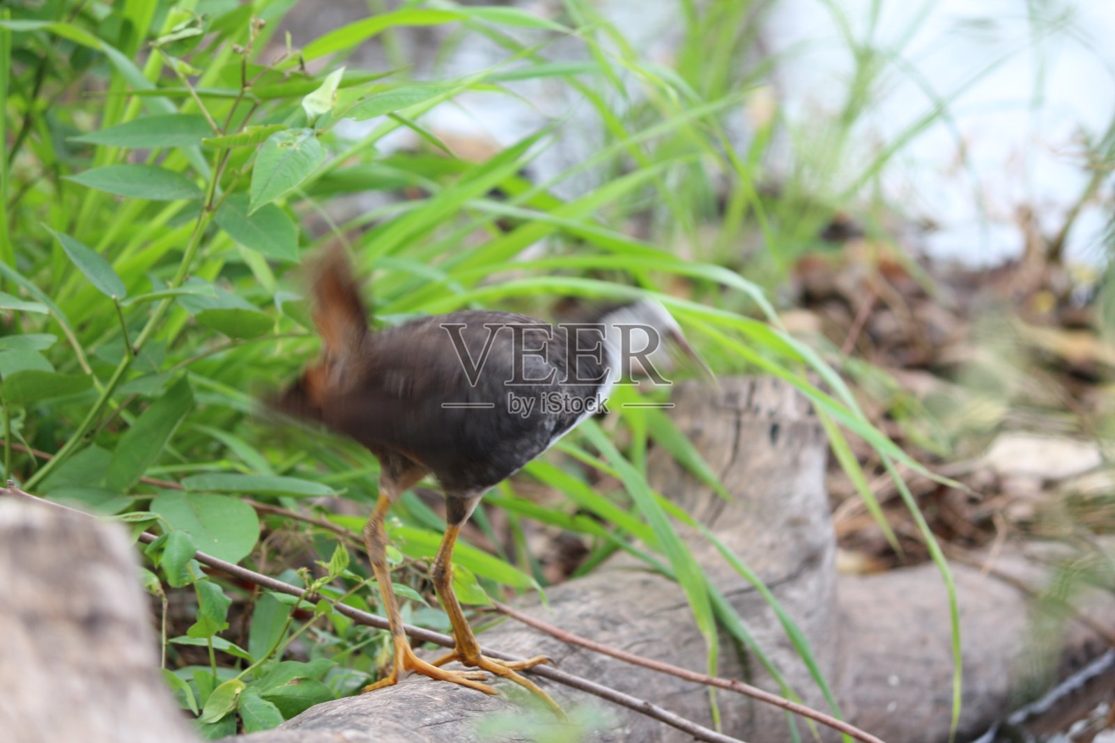 白胸Waterhen照片摄影图片