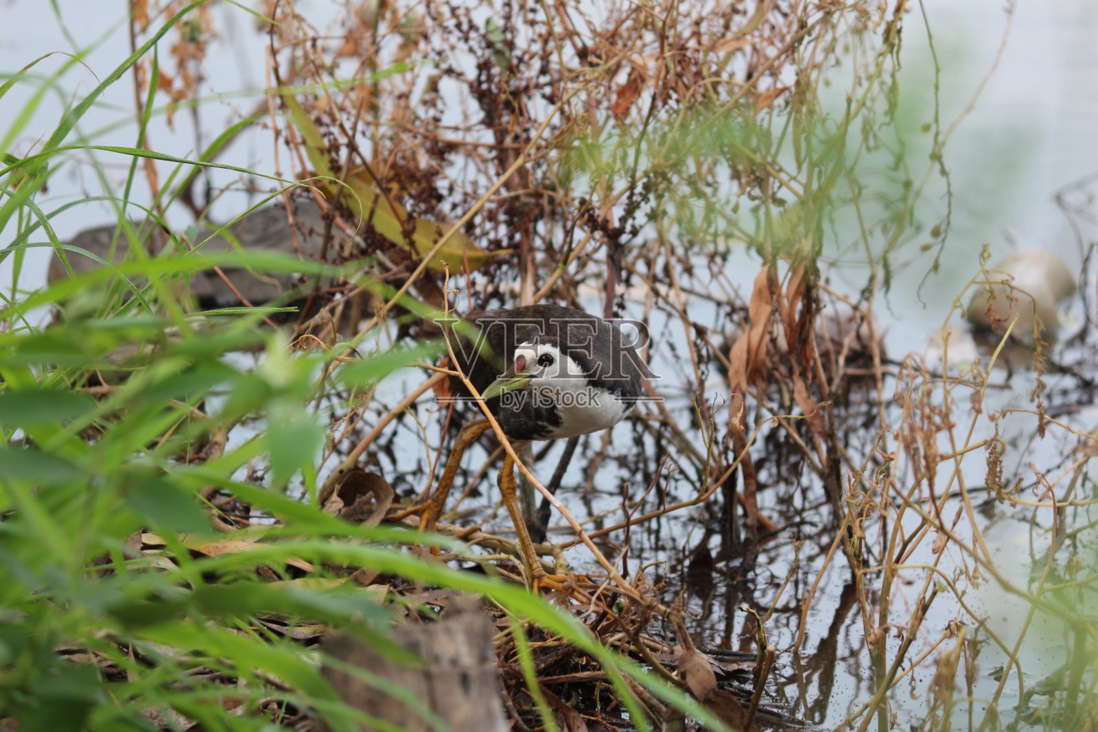 白胸Waterhen照片摄影图片