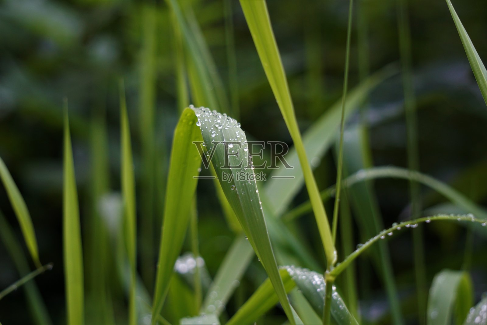 水滴在草地上照片摄影图片