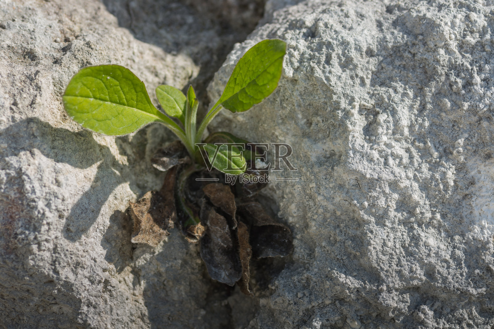 岩石裂缝中有新鲜的绿色植物照片摄影图片