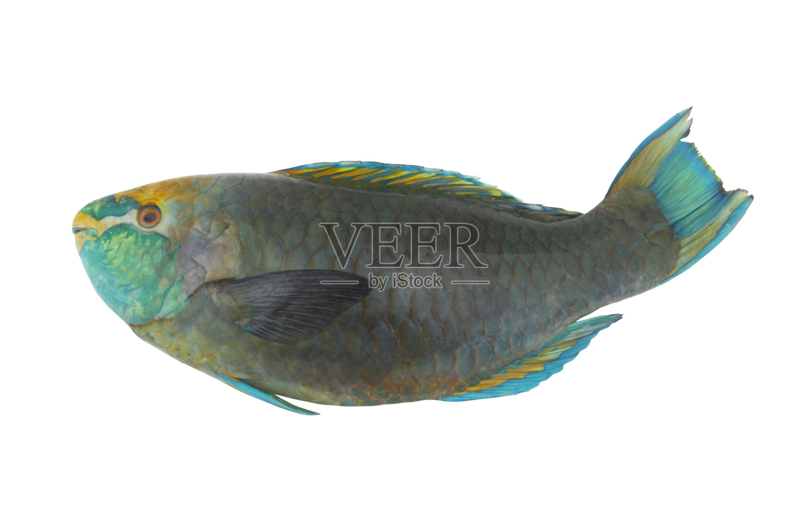 蓝鳍鹦嘴鱼孤立在白色上照片摄影图片