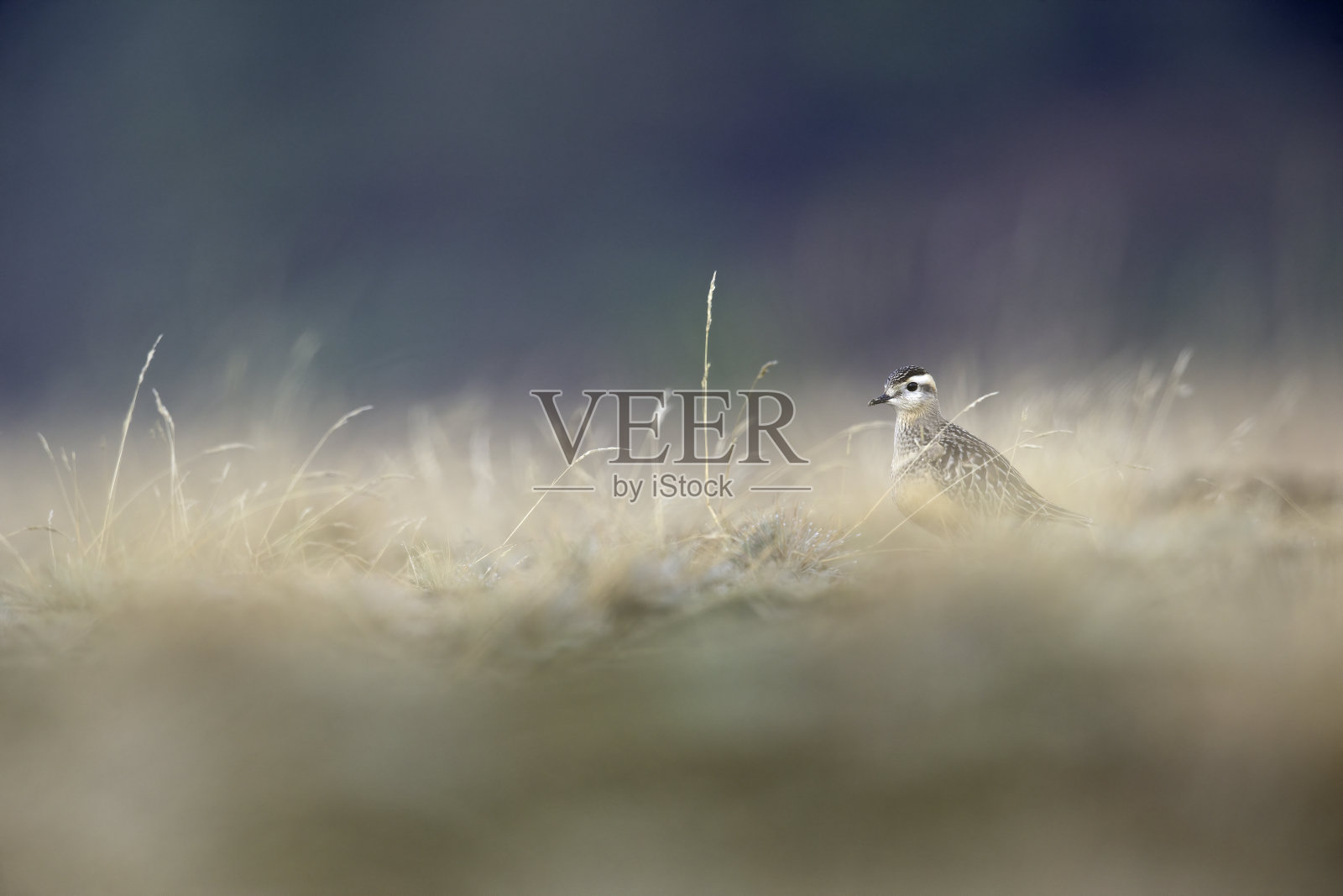 一种在荷兰石南花中觅食的幼年欧亚斑雀(斑雀属)照片摄影图片