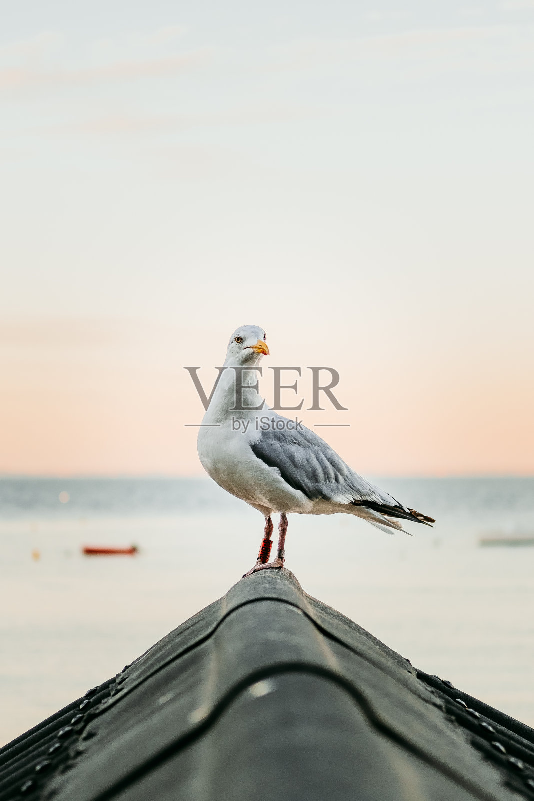 日落时分，海滩小屋屋顶上的海鸥照片摄影图片