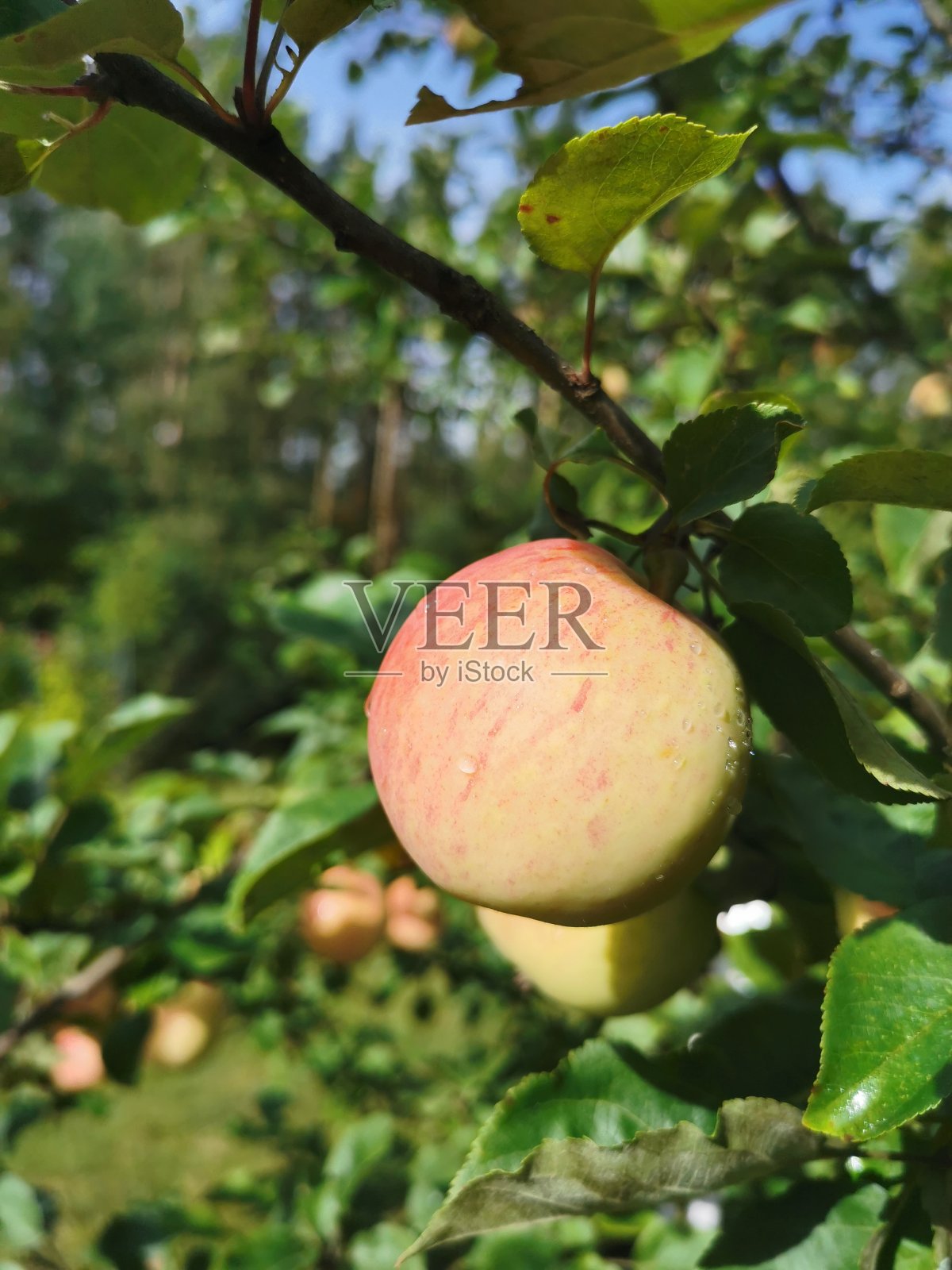 树枝上挂着苹果，树叶映衬着蓝天白云。照片摄影图片