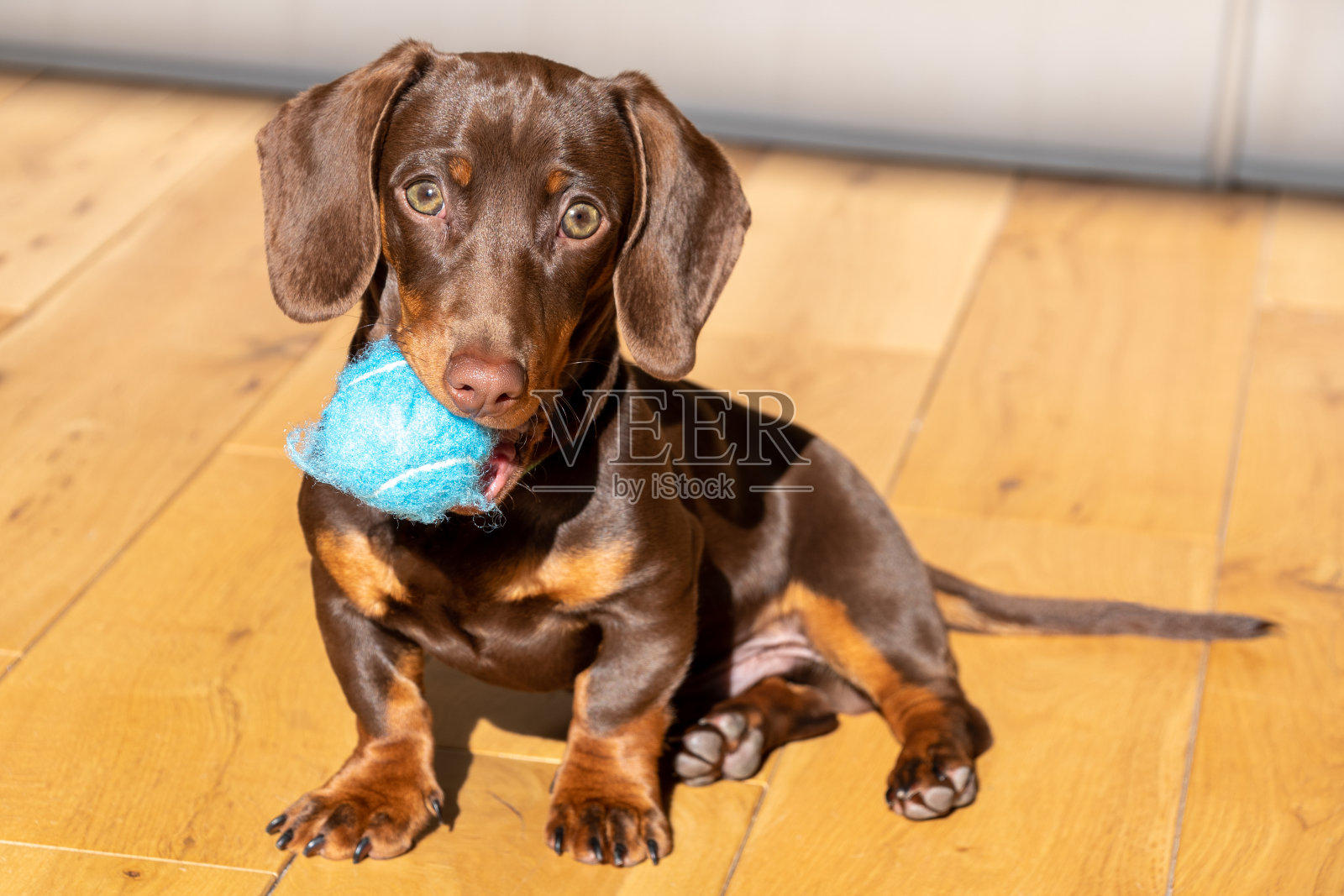 可爱的迷你腊肠狗和球玩照片摄影图片