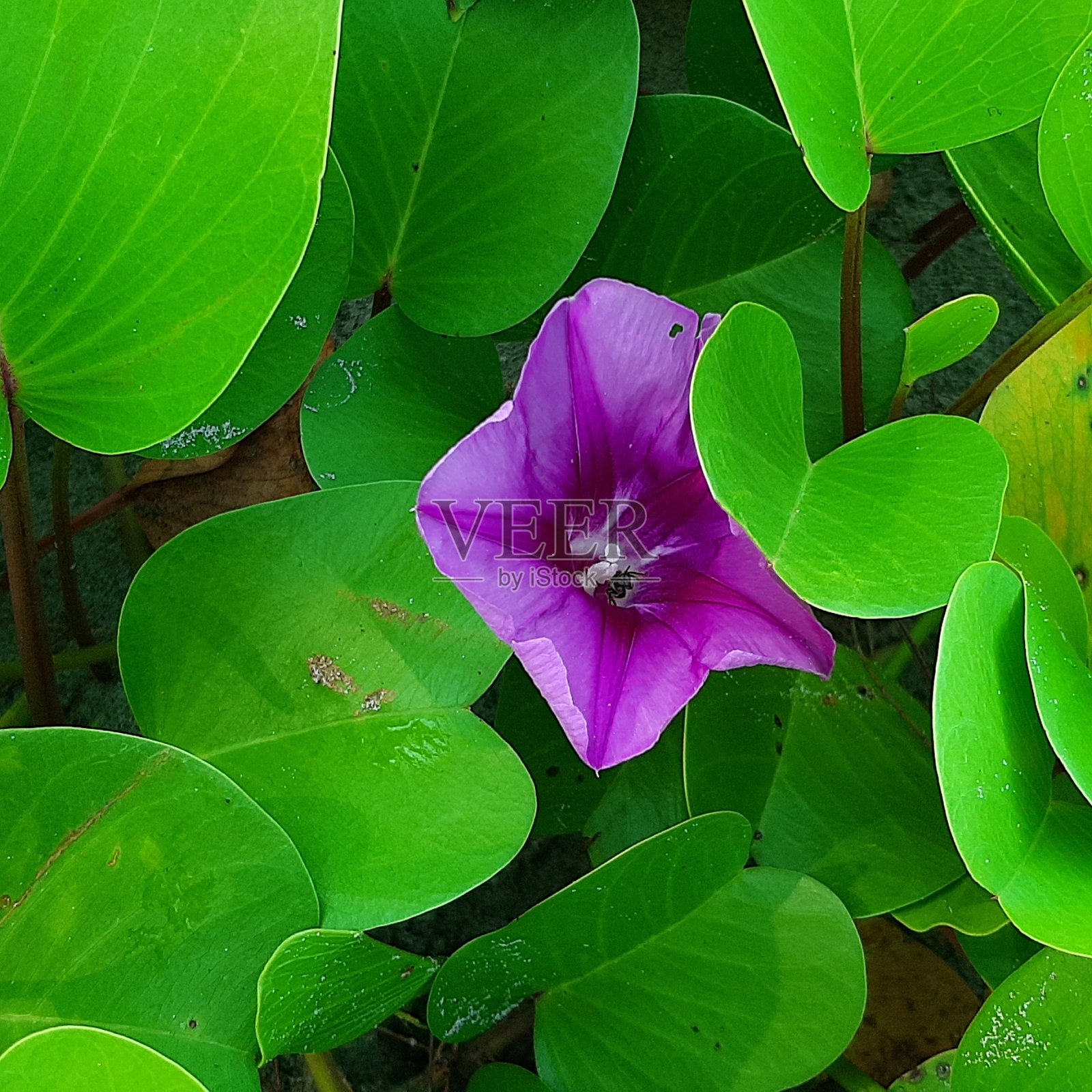 野花照片摄影图片