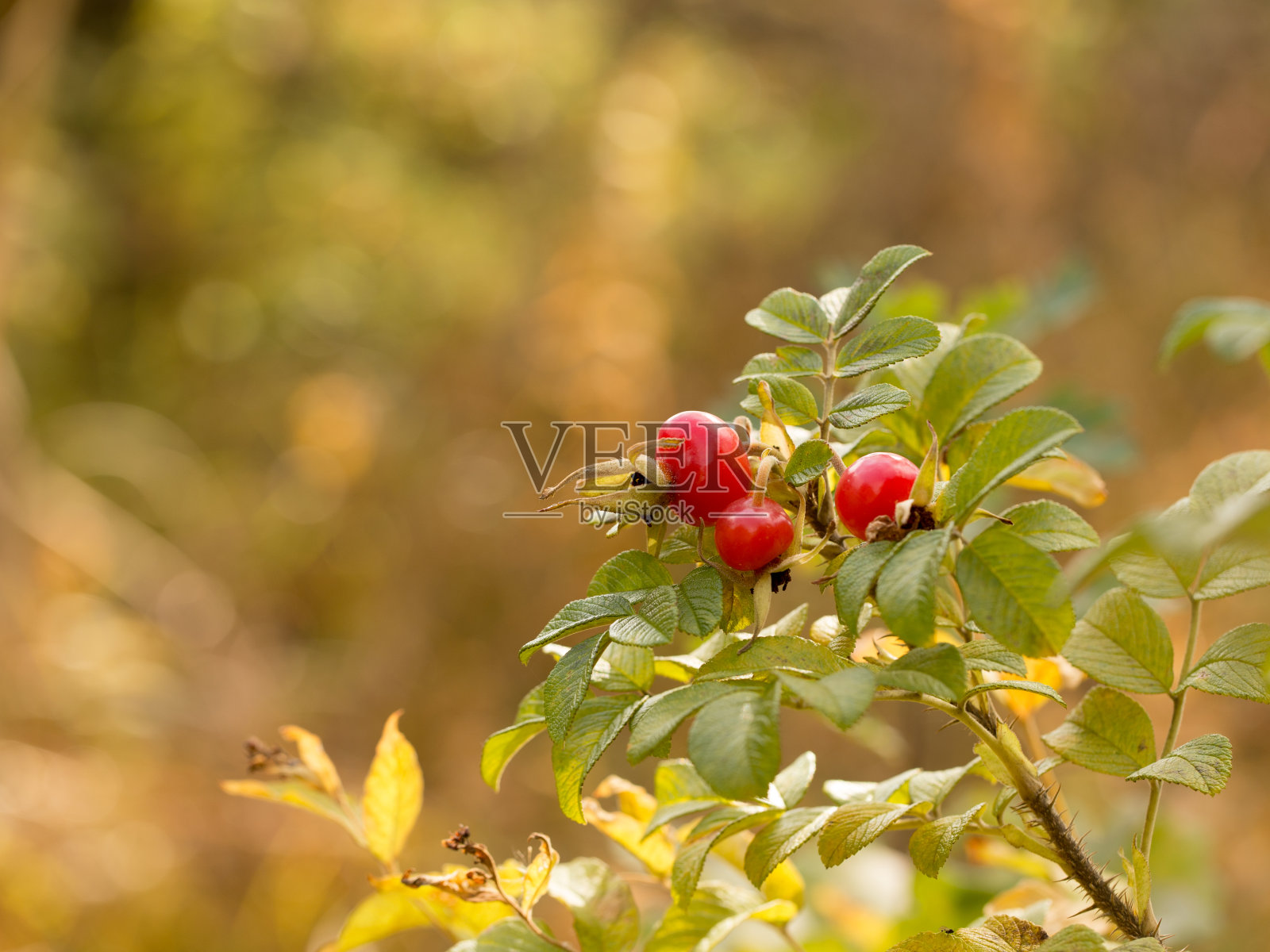 红玫瑰果浆果照片摄影图片