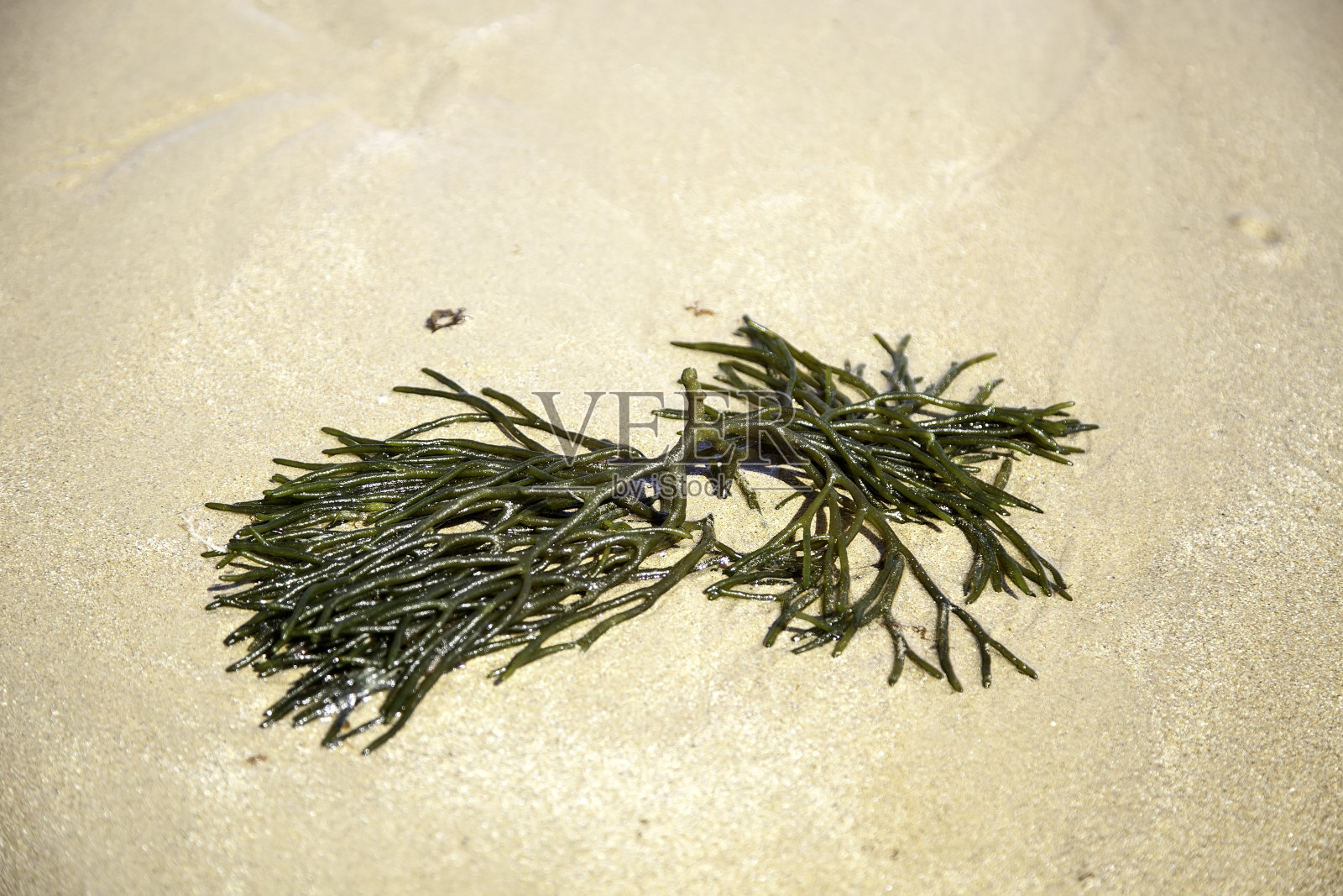 沙滩上的海藻照片摄影图片