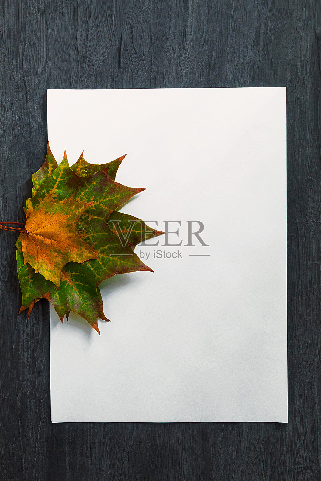 在黑色的背景中间是一张空白的白纸和枫叶照片摄影图片