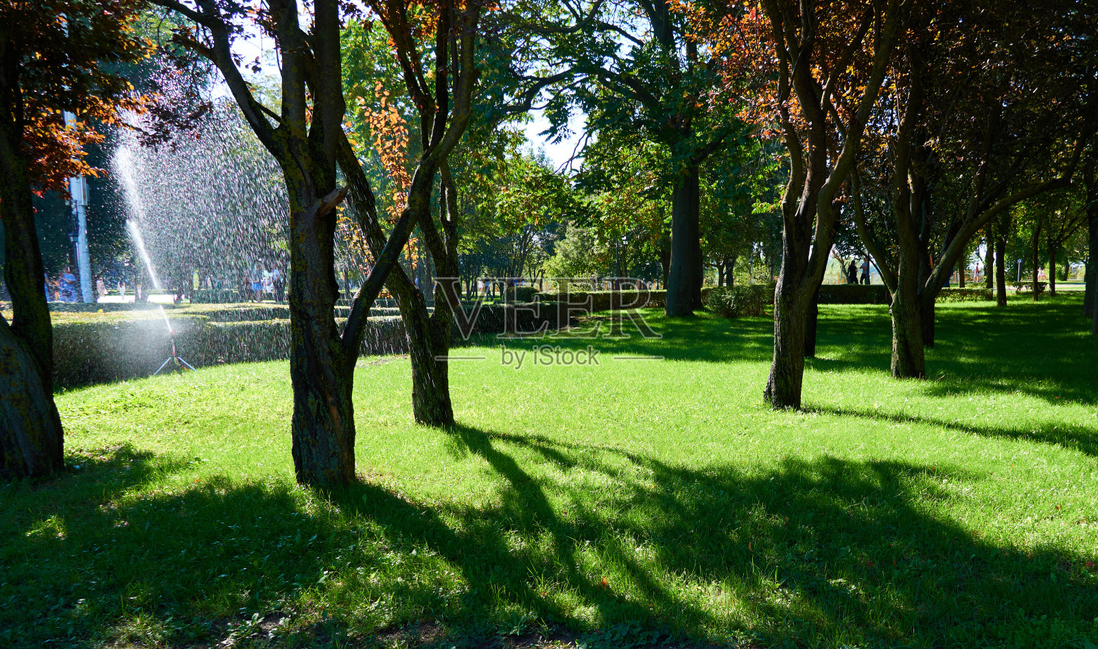 晴朗的一天在城市公园里，绿草草坪和树木，浇水植物照片摄影图片
