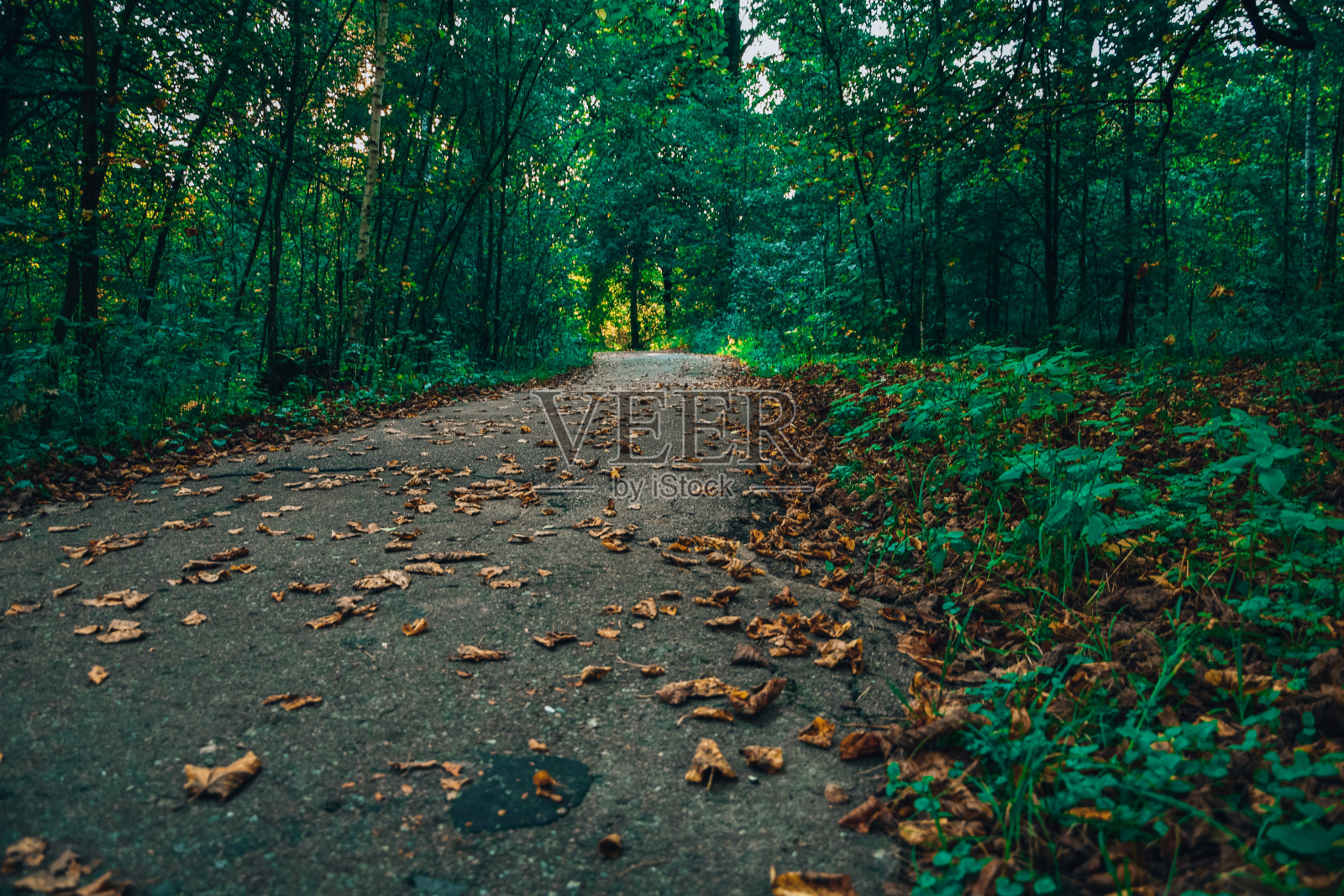 秋天小径与树叶在森林中减少的观点照片摄影图片