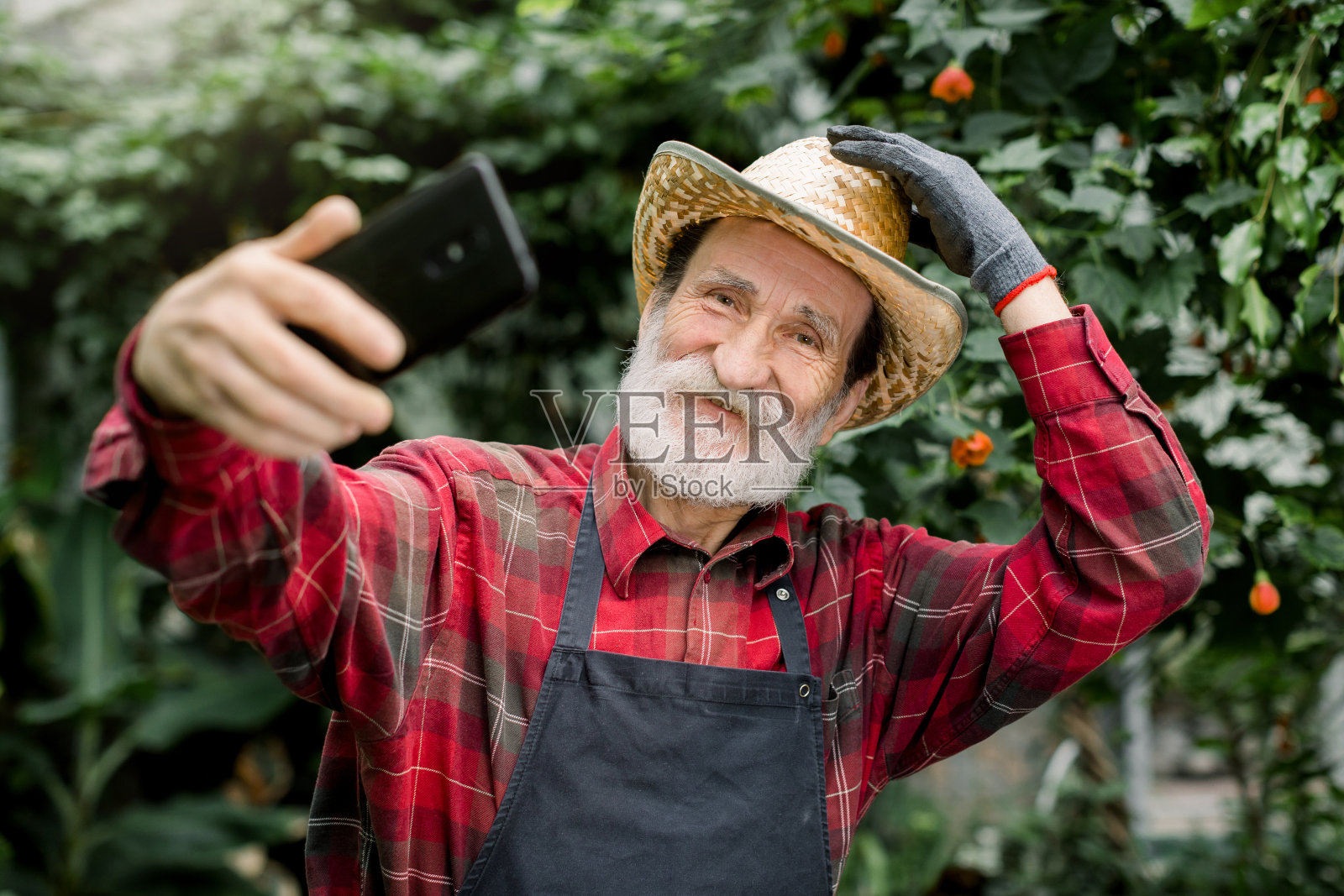 愉快积极快乐的老人园丁草帽，摆姿势在美丽的温室与异国情调的植物和棕榈树，同时自拍照片或显示视频使用他的智能手机。照片摄影图片