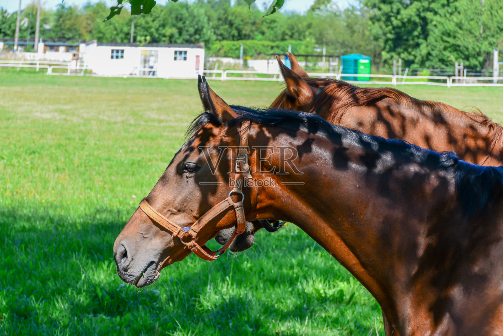 在围场上奔跑的马。照片摄影图片