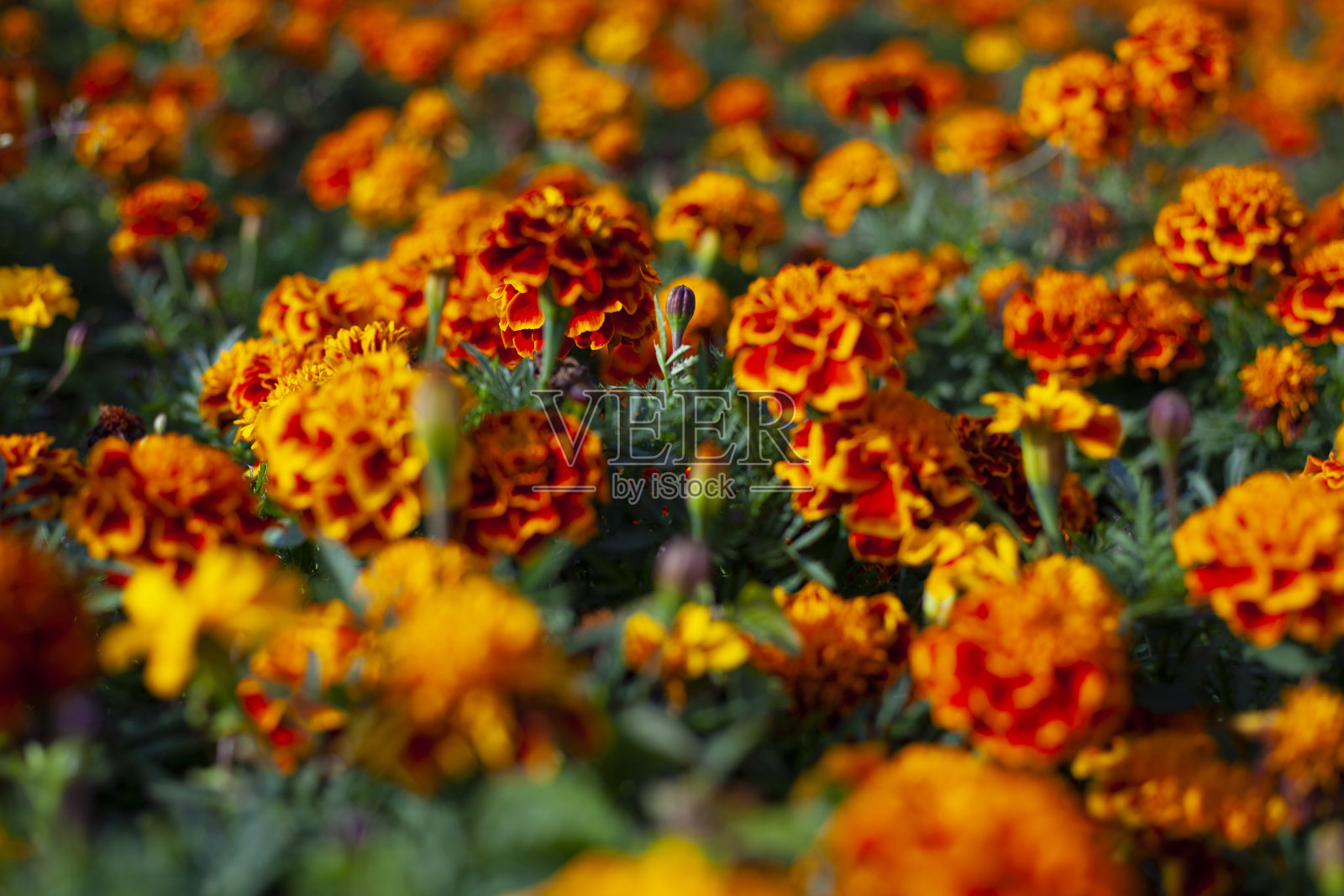 花园里美丽的花。照片摄影图片