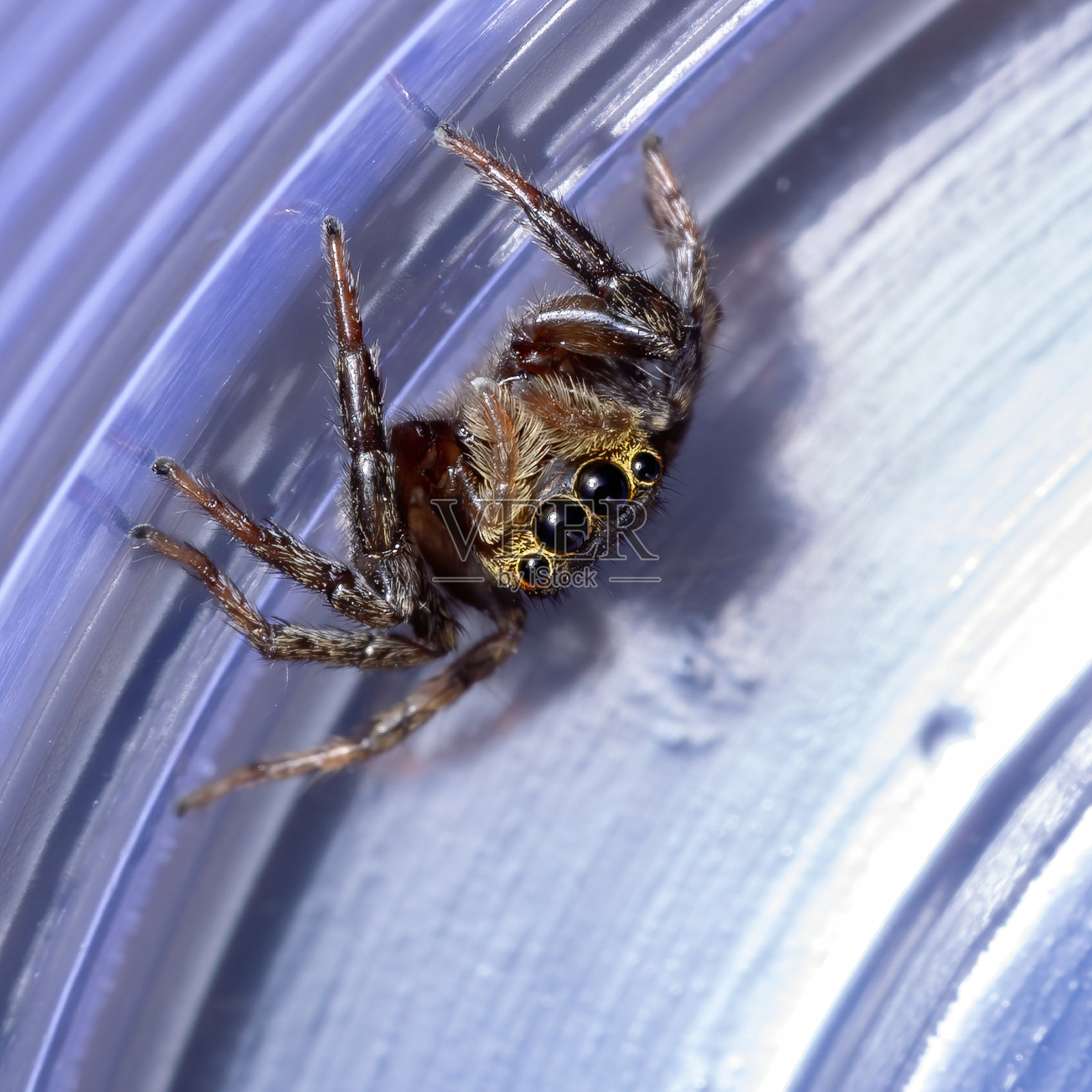 阿丹森的跳屋蜘蛛照片摄影图片