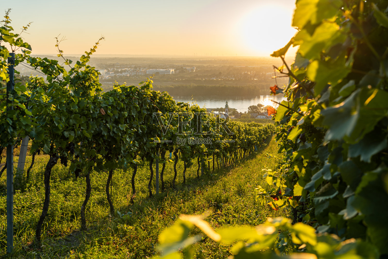 奥地利维也纳附近的Kahlenbergerdorf葡萄园照片摄影图片