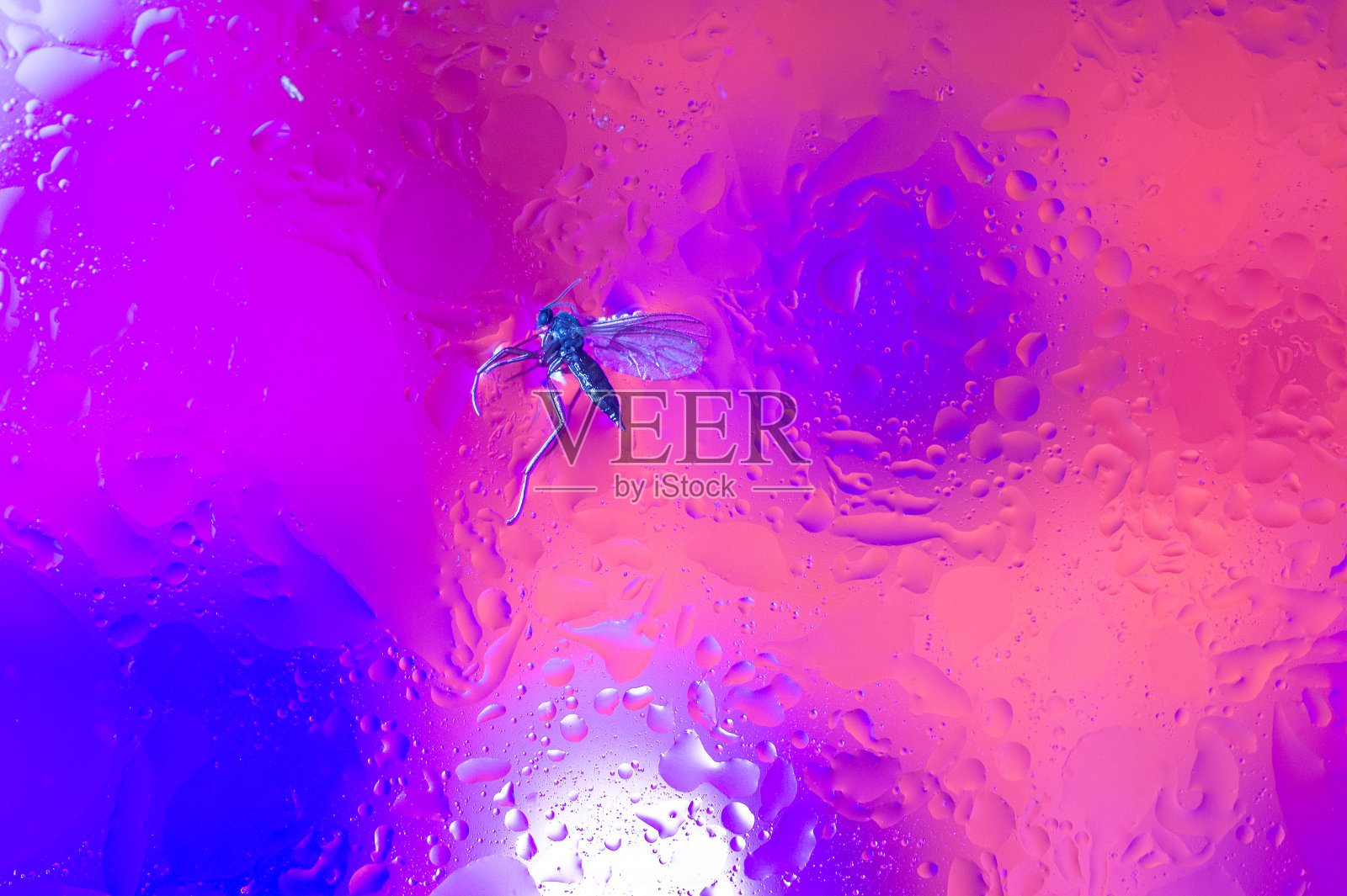 用油脂提取紫色成分照片摄影图片