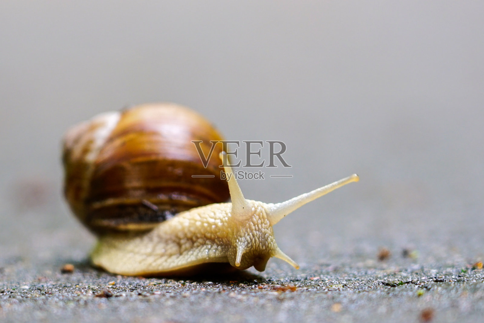 大蜗牛，螺旋鲳鱼也罗马蜗牛，勃艮第蜗牛，食用蜗牛或蜗牛照片摄影图片